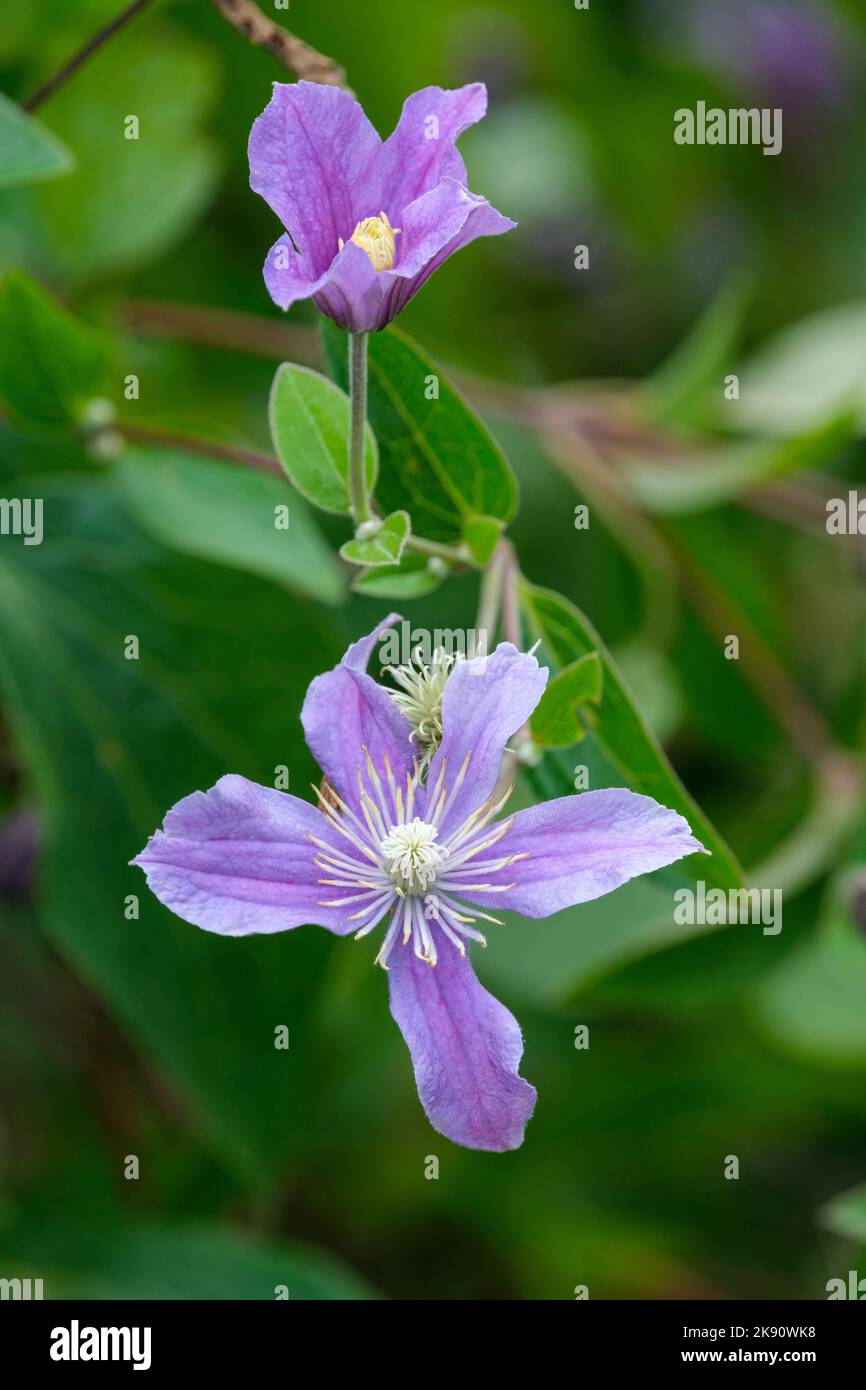 clematis 'Arabella', Integrifolia-Serie, kleinblütige Clematis. Sepalen mit tiefer Malve Stockfoto
