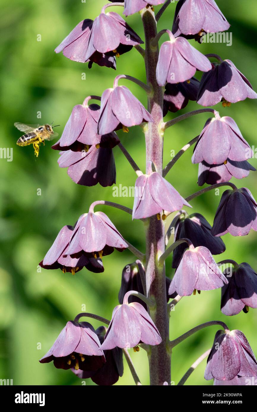 Europäische Honigbiene, die zur Blüte der Fritillaria persica flieht Stockfoto
