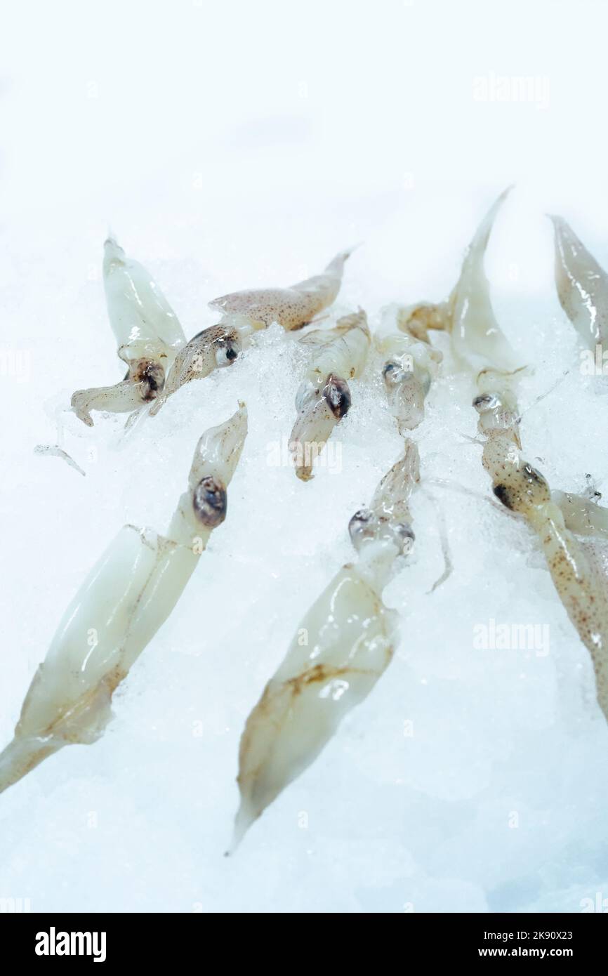 Eine vertikale Aufnahme von rohem, frischem Tintenfisch, isoliert auf weißem Hintergrund Stockfoto