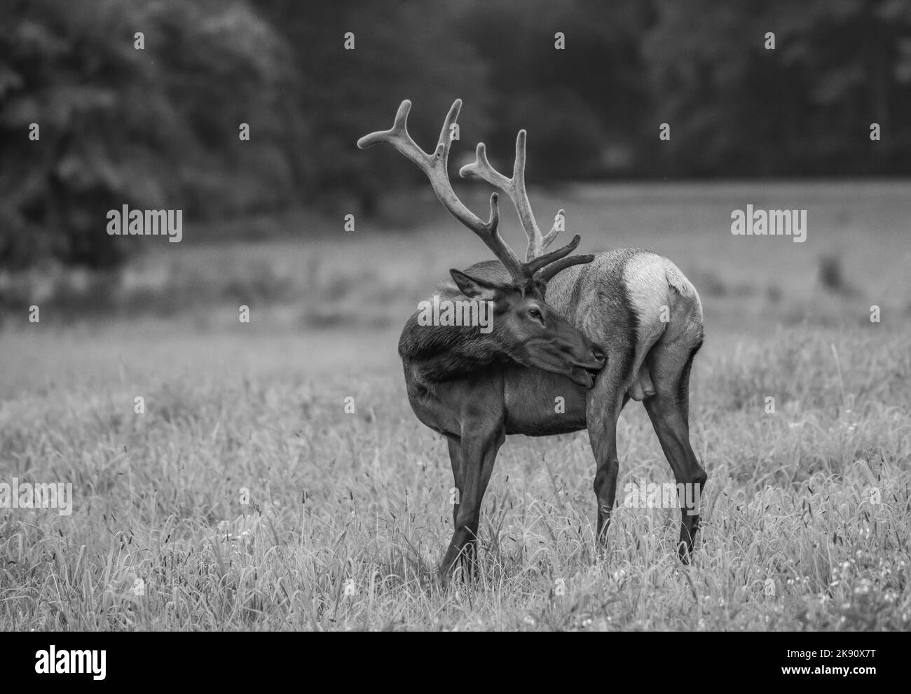 Eine Graustufe eines Roosevelt Elches (Cervus canadensis roosevelti), der auf einer grünen Wiese steht Stockfoto