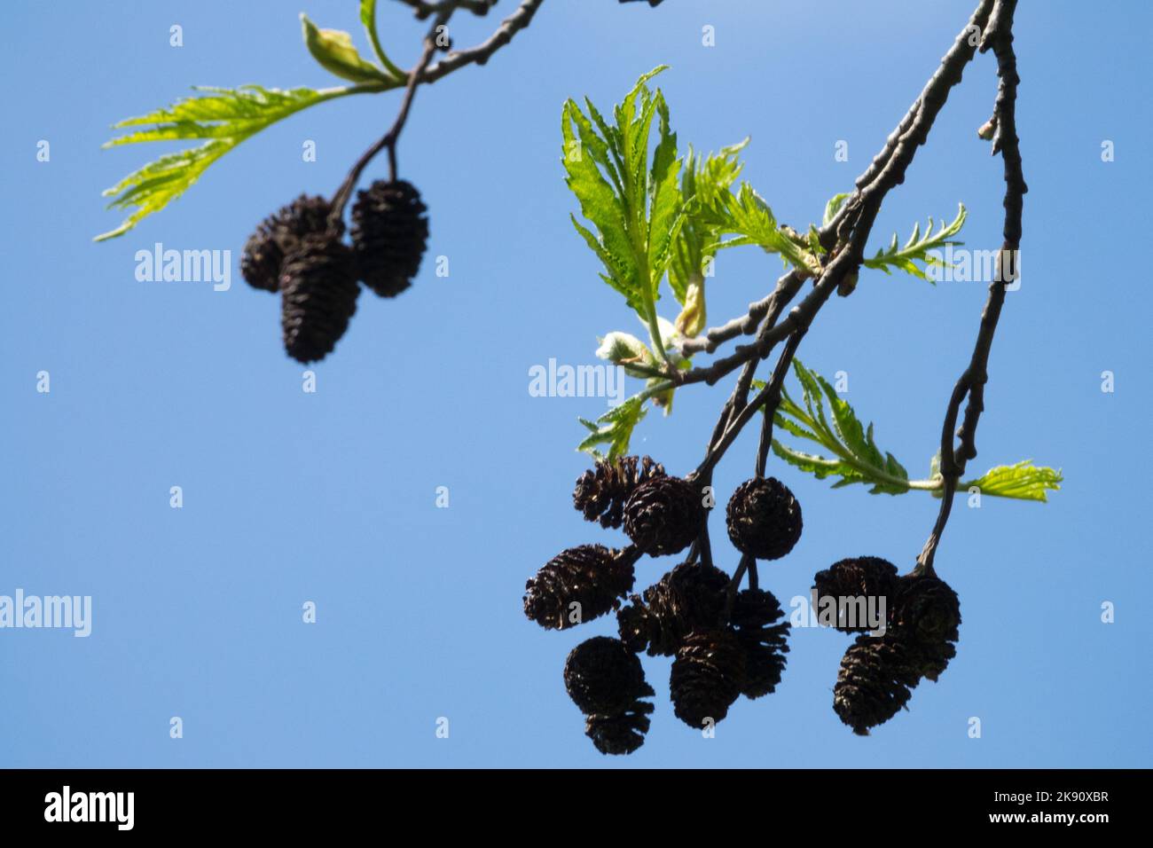 Die graue Erle, die Zapfen, die Alnus incana, die Blätter auf dem Ast Stockfoto