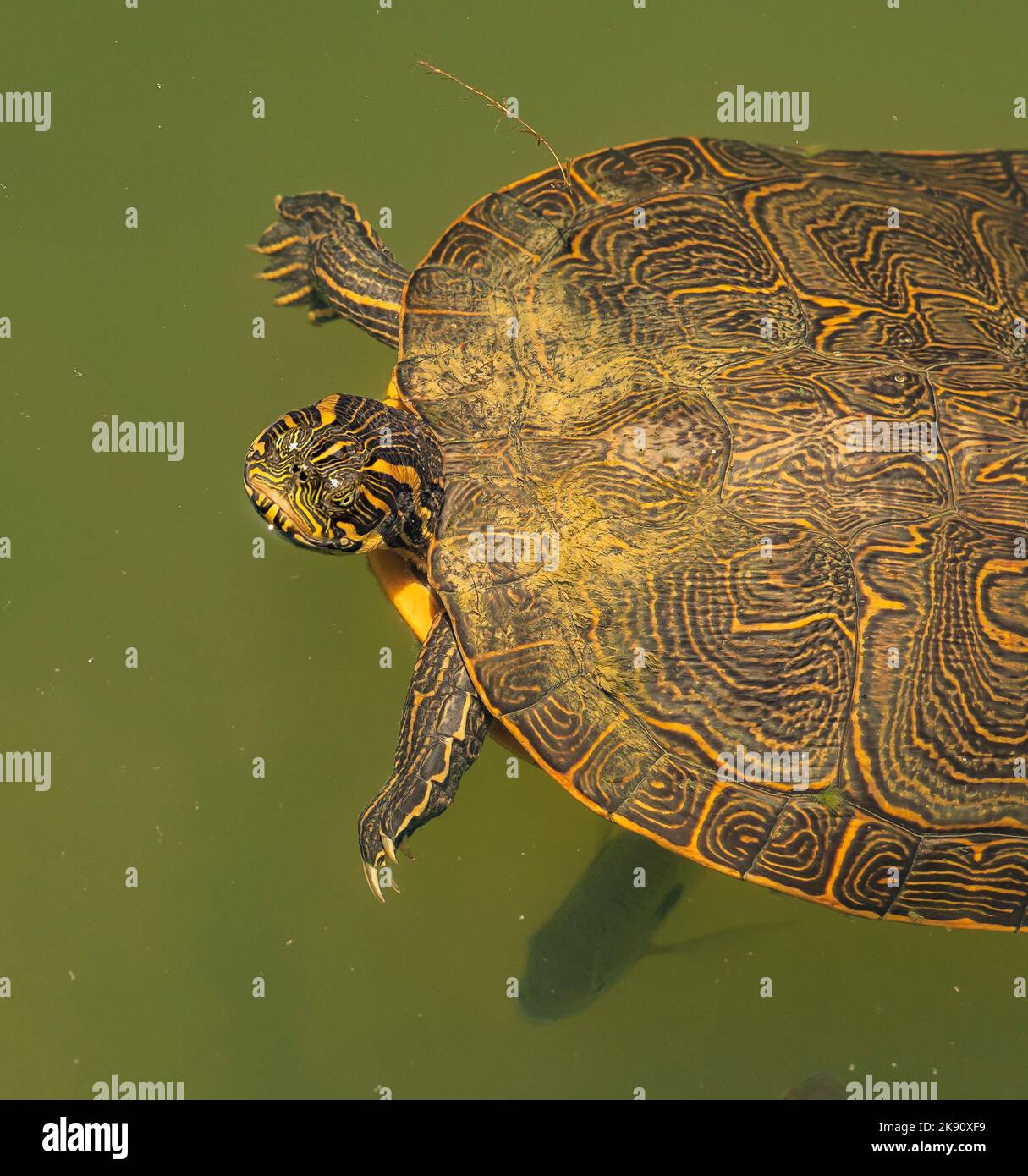 Eine Halbinselschildkröte (Pseudemys peninsularis) mit gelben Streifen auf der Karaffe, die in einem Teich mit Fischen schwimmt Stockfoto