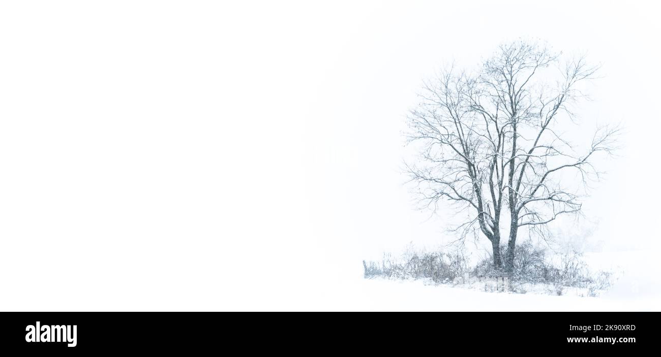 Baum in einem Schneesturm auf weißem Hintergrund Stockfoto
