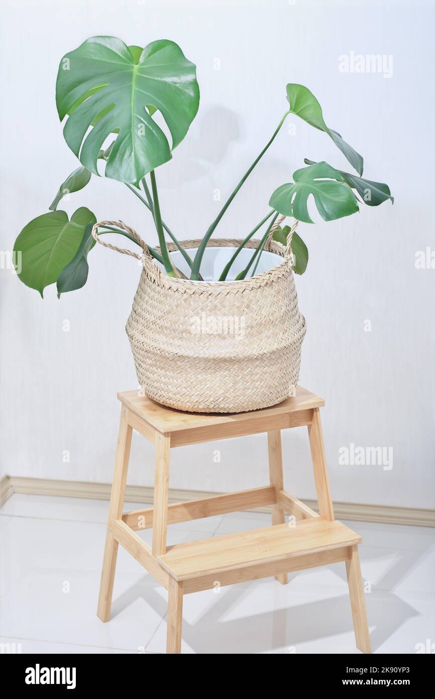 Monstera deliciosa Pflanze in natrlichen Jute Strick Korb. Groe schweizer  Kse-Zimmerpflanze auf Holzblumenstnder. Hipster minimales Haus Dekor  Stockfotografie - Alamy