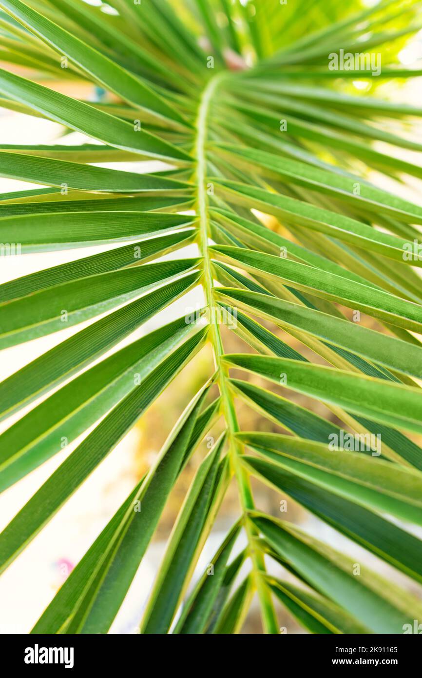 Grünes Blatt der Handfläche aus nächster Nähe. Sommer tropischer Hintergrund Stockfoto