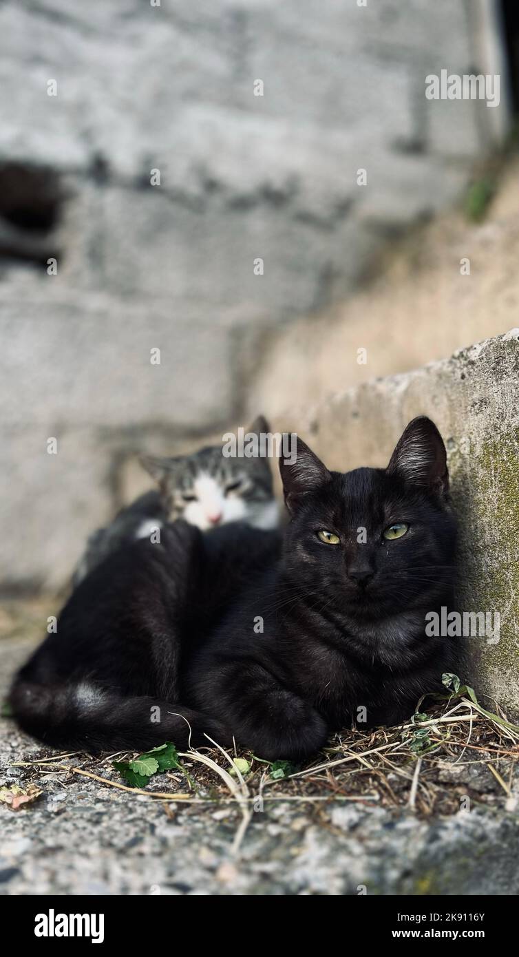 Eine vertikale Aufnahme einer schönen schwarzen Katze und einer verschwommenen Tabby-Katze in einer Scheune Stockfoto