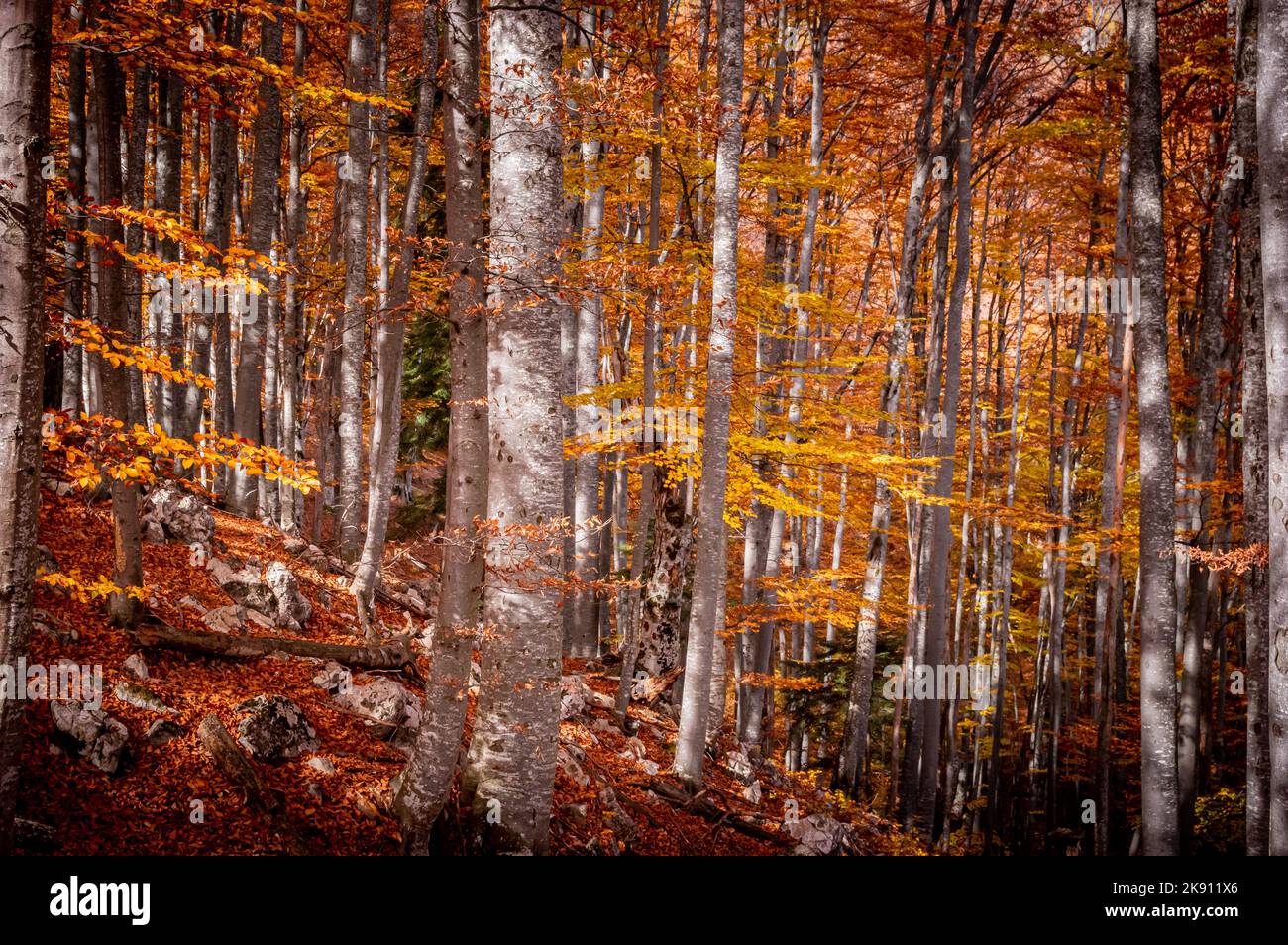 Herbst im Buila Vanturarita Nationalpark, Karpaten, Rumänien. Lebendige Herbstfarben im Wald. Farbenfrohe Herbstblätter. Grün, gelb, orange, Stockfoto