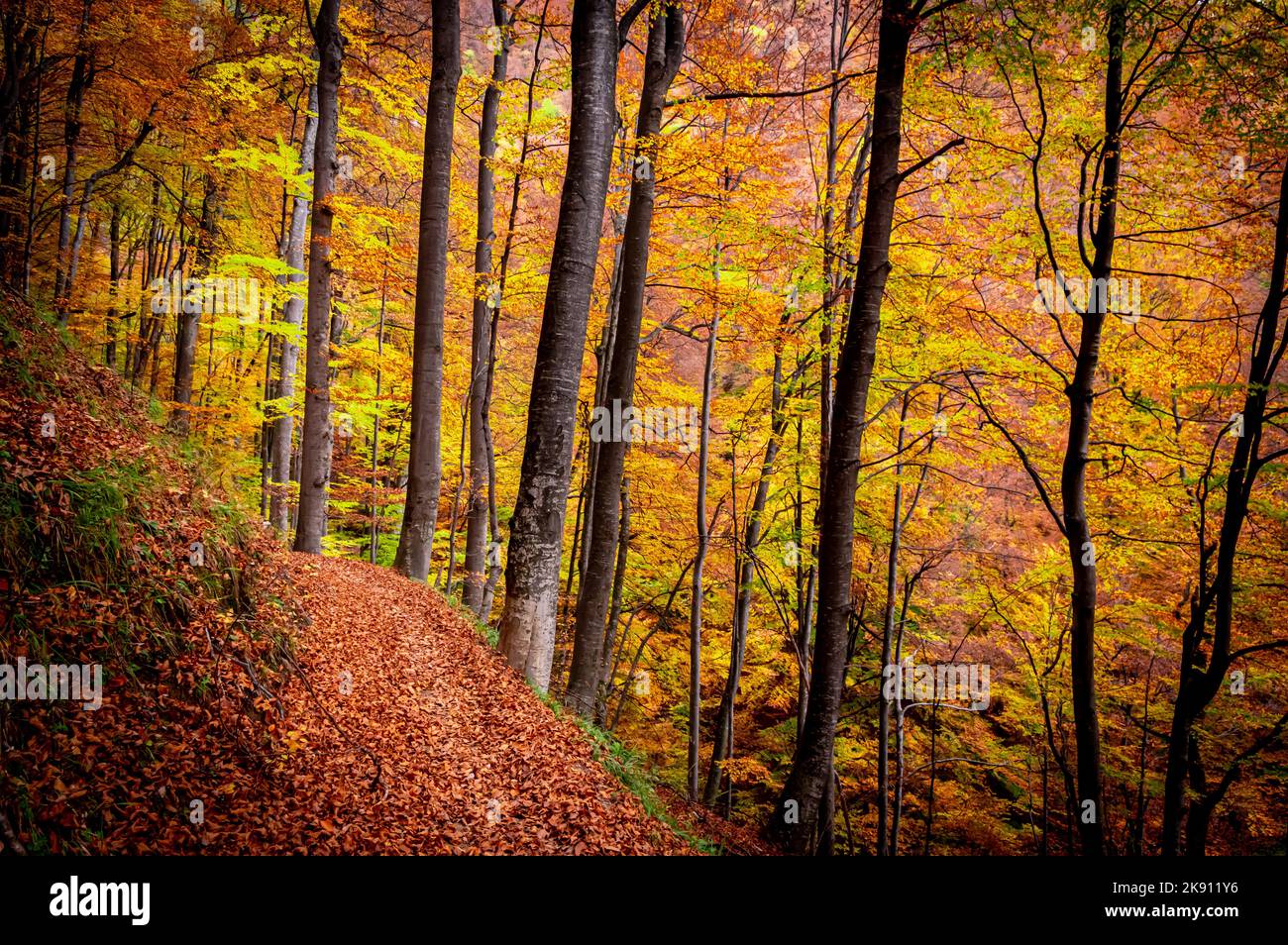 Herbst im Buila Vanturarita Nationalpark, Karpaten, Rumänien. Lebendige Herbstfarben im Wald. Farbenfrohe Herbstblätter. Grün, gelb, orange, Stockfoto