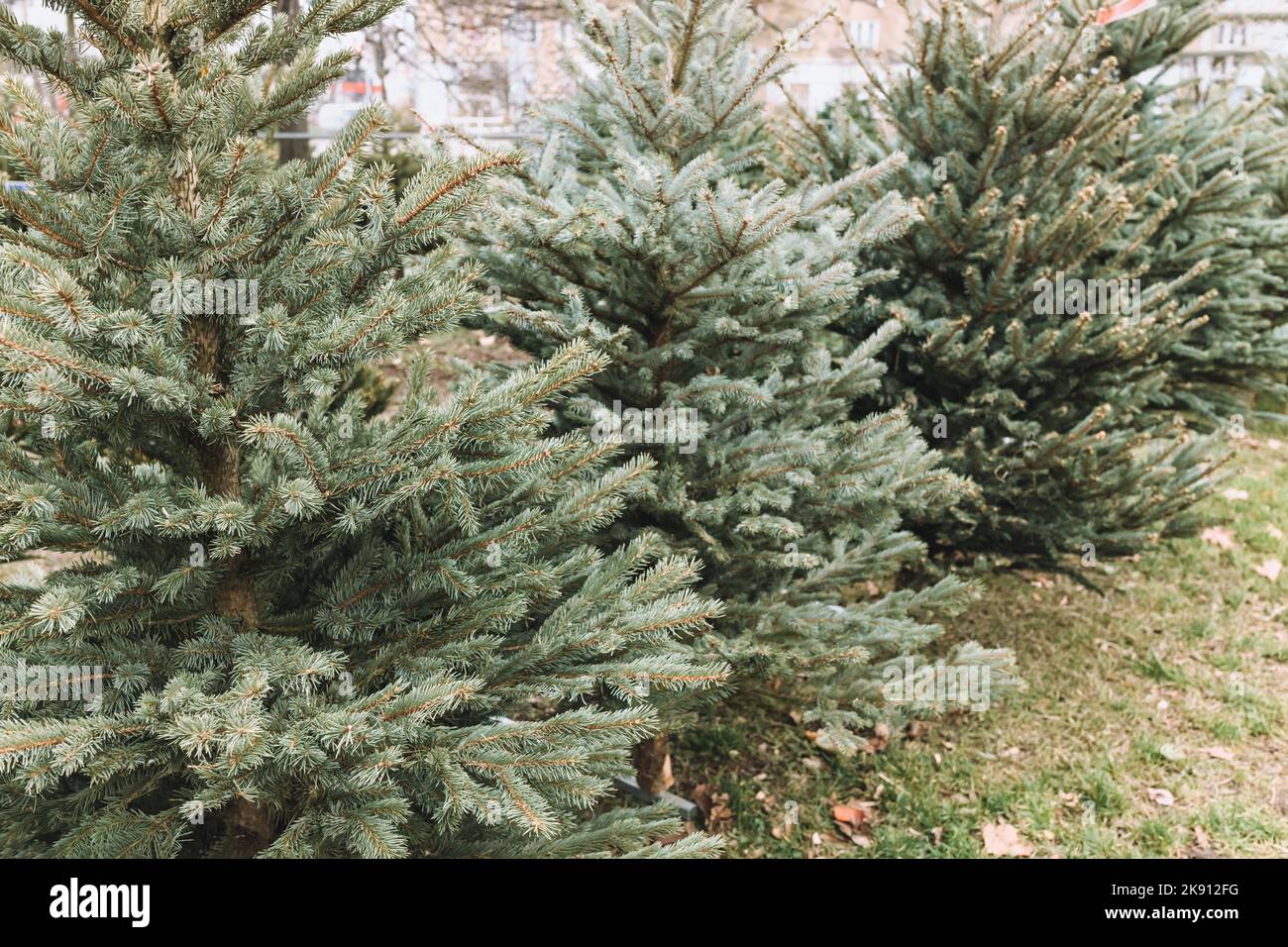 Natürliche Weihnachtsbäume auf dem Bauernmarkt. Selektiver Fokus, Kopierbereich Stockfoto