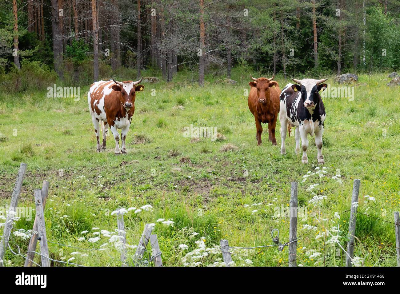 Kühe auf der Weide Stockfoto