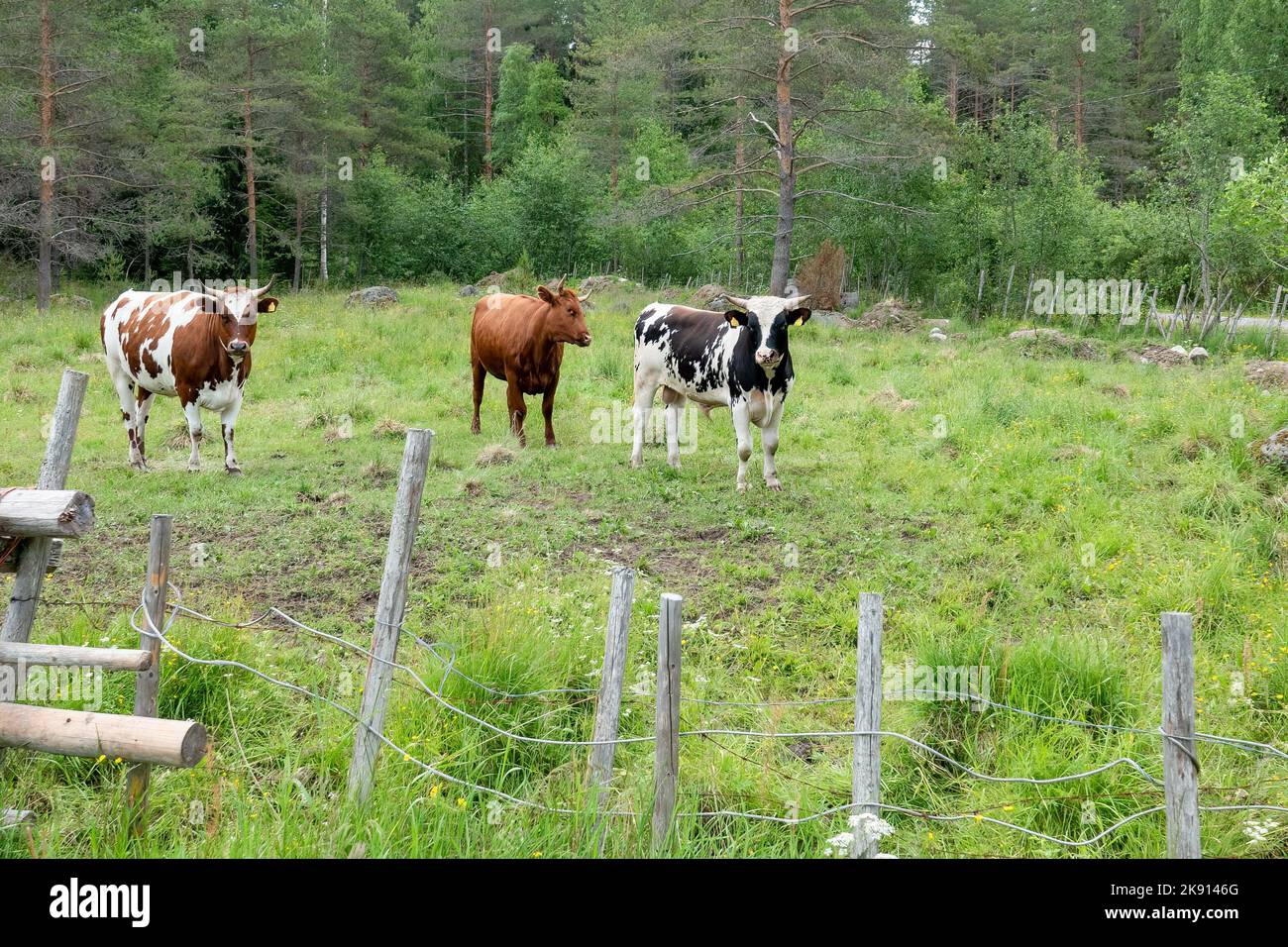 Kühe auf der Weide Stockfoto