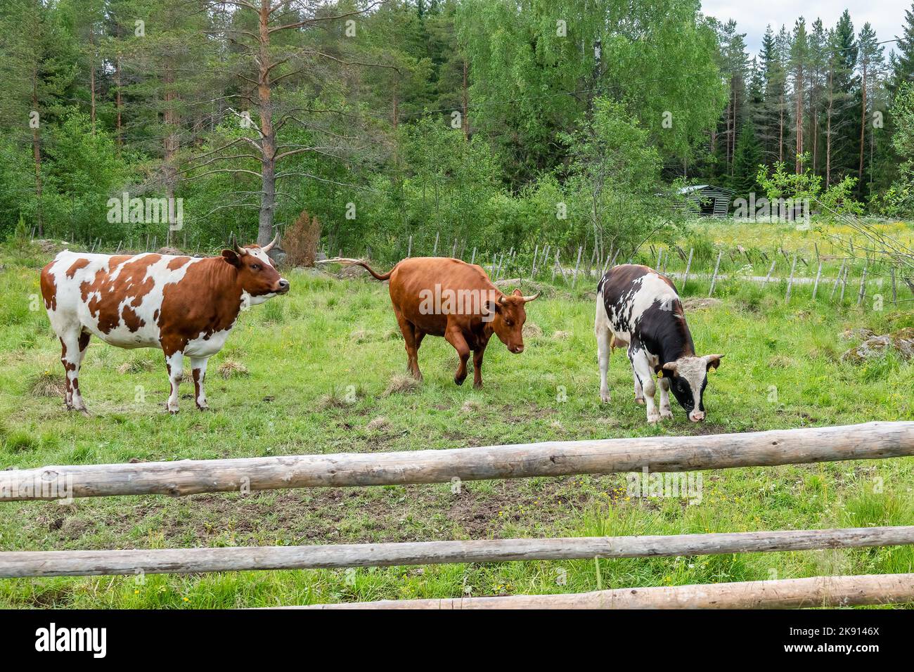 Kühe auf der Weide Stockfoto