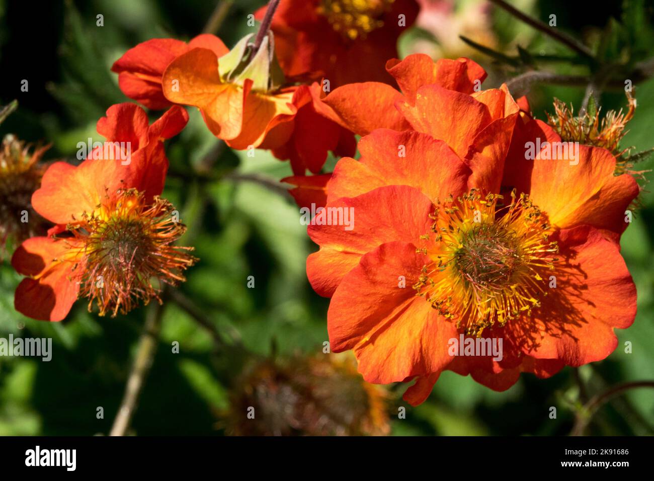 Avens, Orange, Geum Dolly North, Geum Flower, Nahaufnahme, Blume Stockfoto