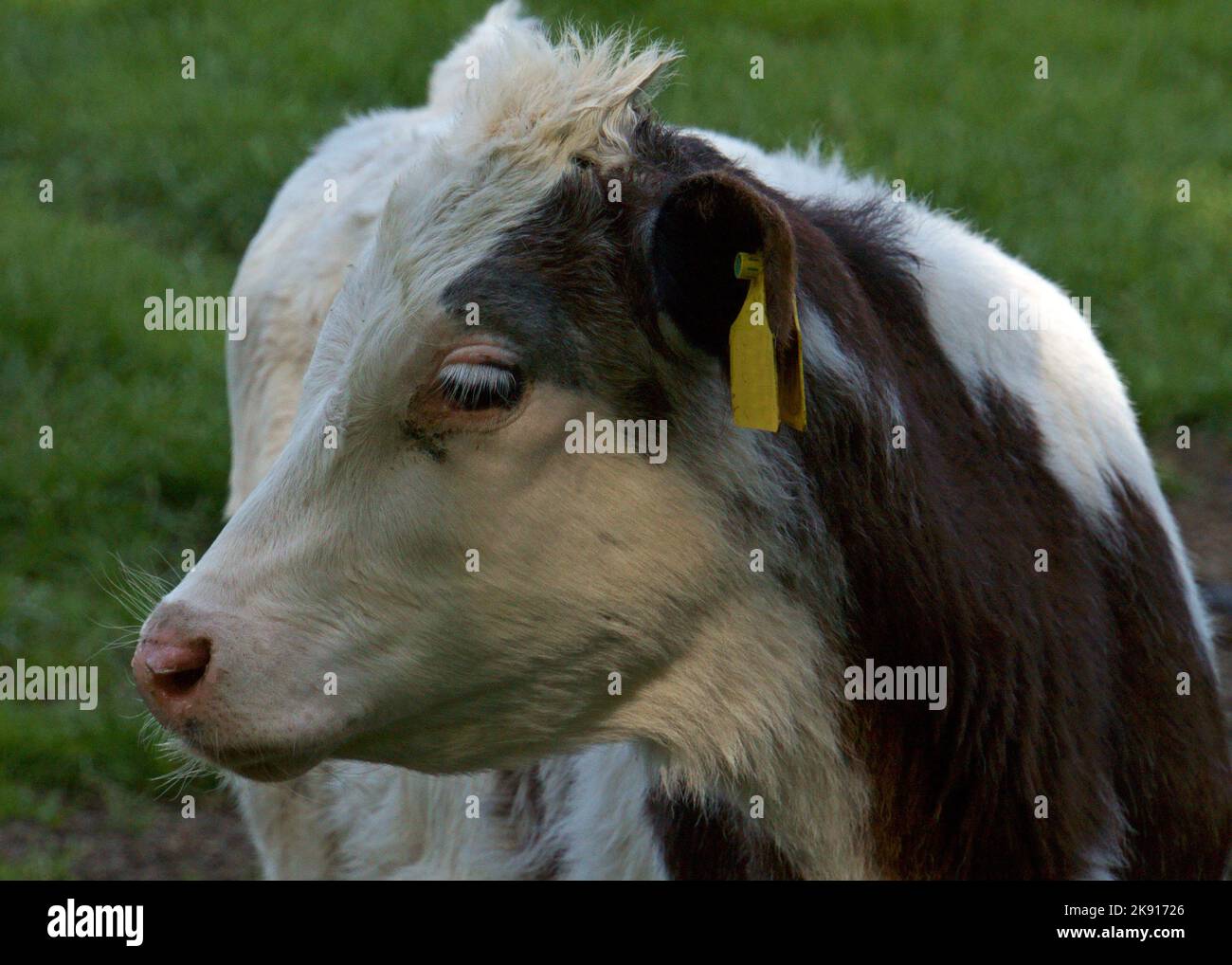 Porträt einer jungen grau-braunen und weißen Kuh auf einer Wiese in Deutschland. Es ist ein junger Mann mit langen weißen Wimpern Stockfoto