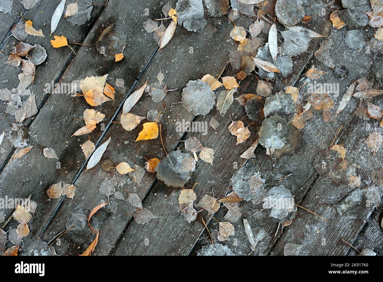 Natürlicher Hintergrund von gefrorenen Blättern auf Holzböden Draufsicht close up Stockfoto
