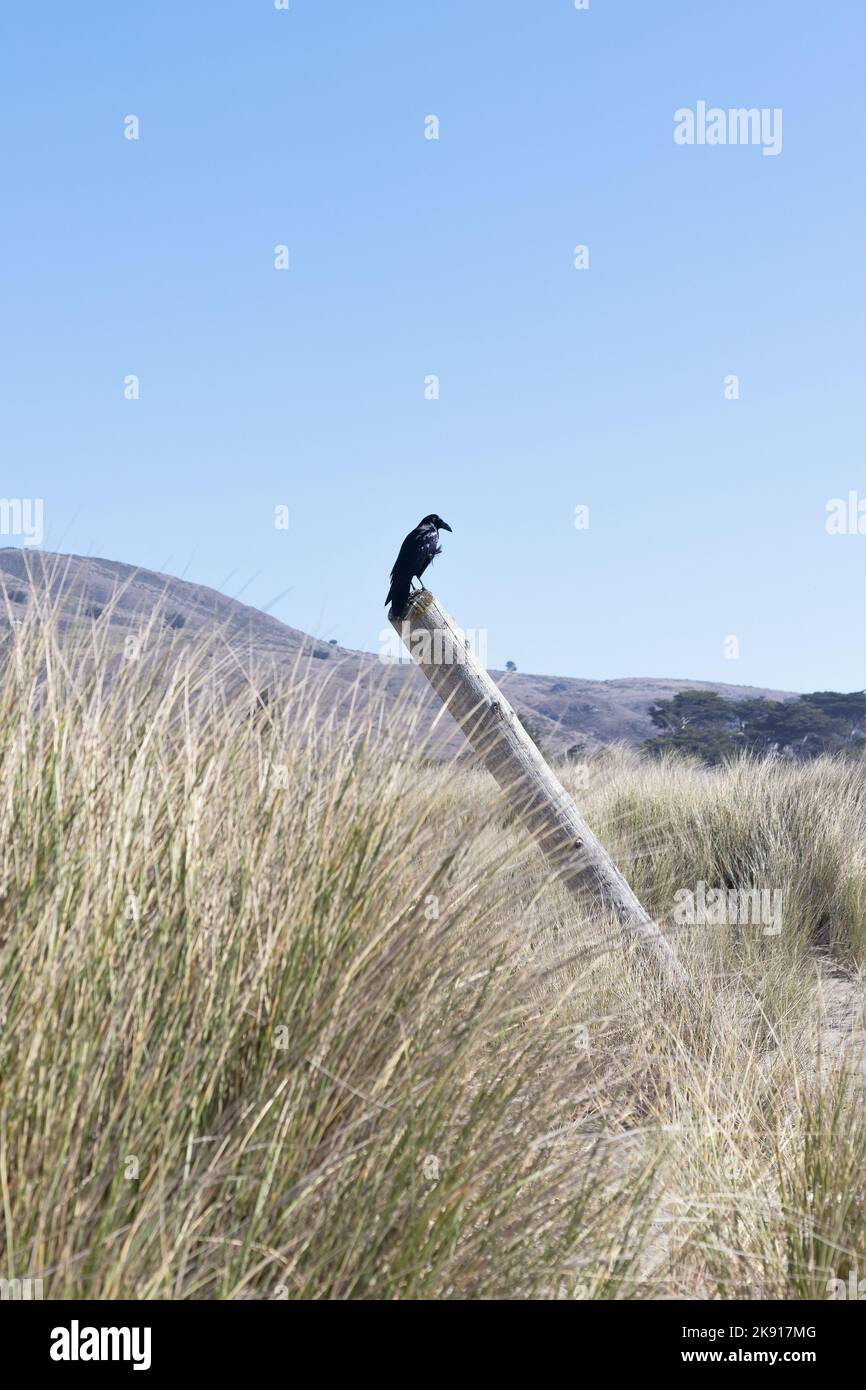 Ein Rabe, der auf einem Holzpfahl in der Nähe der Dünen am Strand von Salmon Creek an der Küste von Sonoma County in Kalifornien thront. Stockfoto