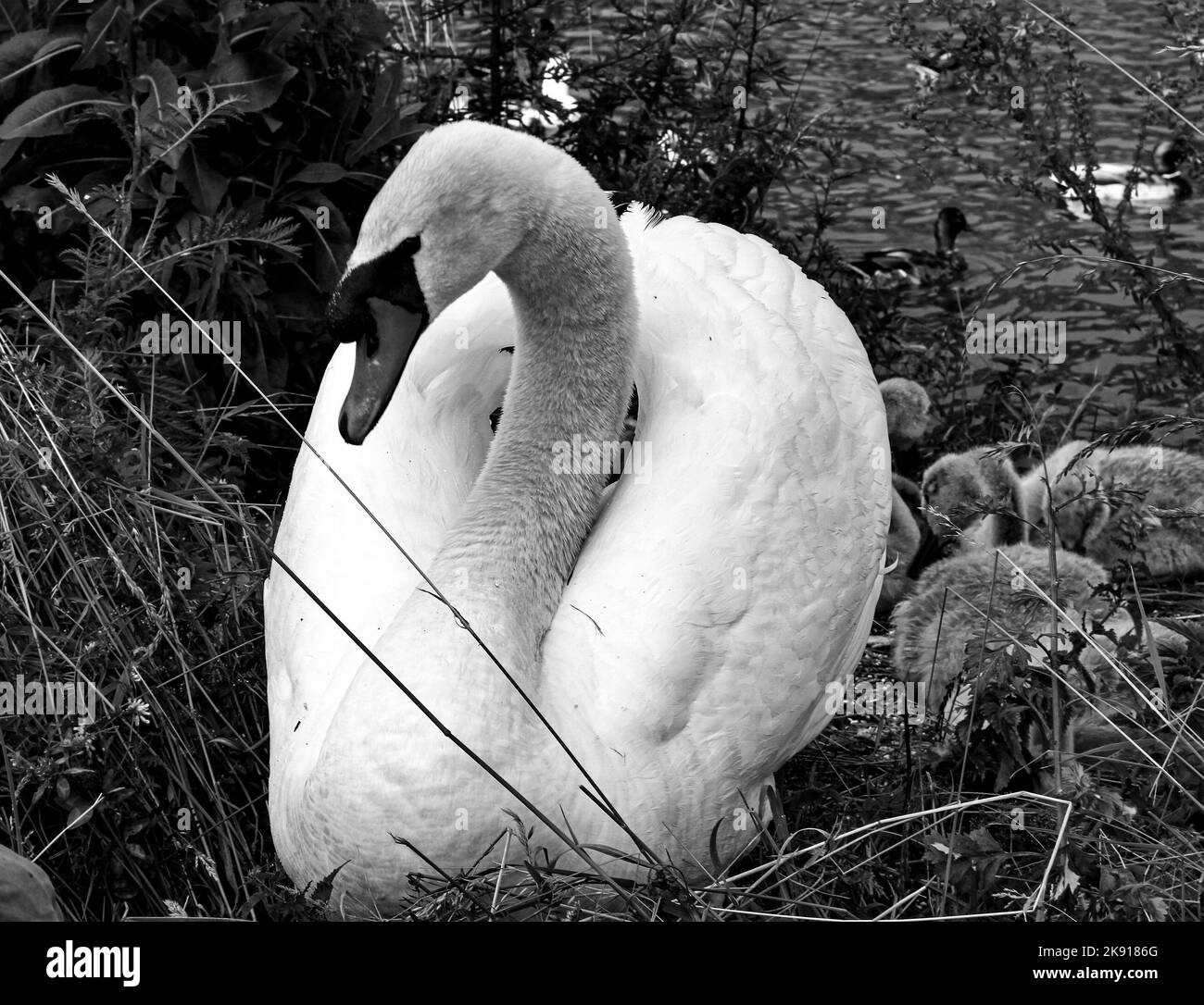 Eine monochrome Nahaufnahme eines Schwans mit seinen Jungen Stockfoto
