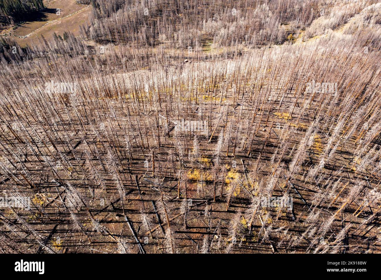 Tote Bäume, die ein Jahr zuvor bei einem Waldbrand im Manti-La Sal National Forest in den La Sal Mountains in der Nähe von Moab, Utah, getötet wurden. Stockfoto