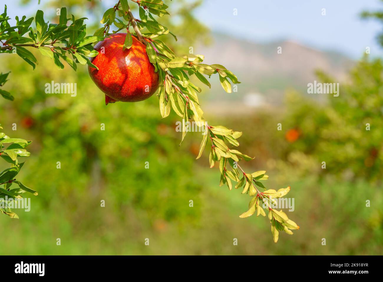 Schöner roter, frischer Granatapfel, der an einem Ast vor grünem Hintergrund hängt Stockfoto