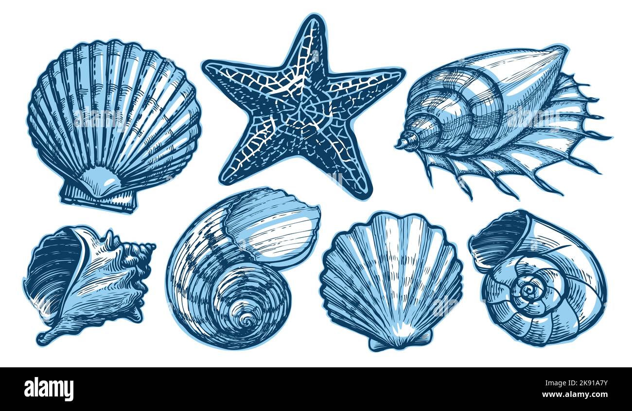Muscheln und Seesterne. Meereskonzept. Unterwasserwelt aquatische, Unterwasserwelt Sammlung Vektor Illustration Stock Vektor