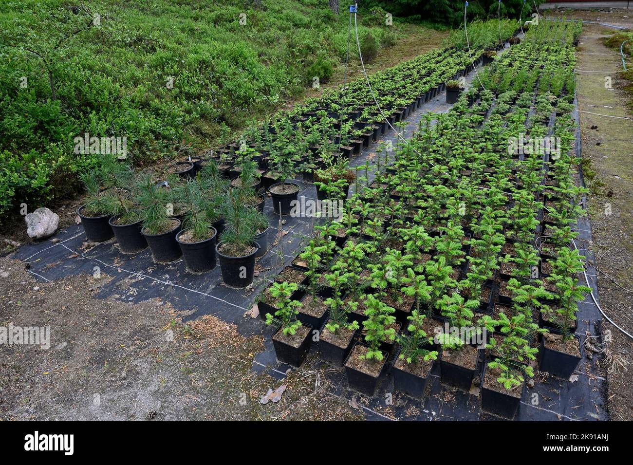 Pflanzen Sie Sämlinge in Plastikeimer im Freien in einem botanischen Garten Stockfoto