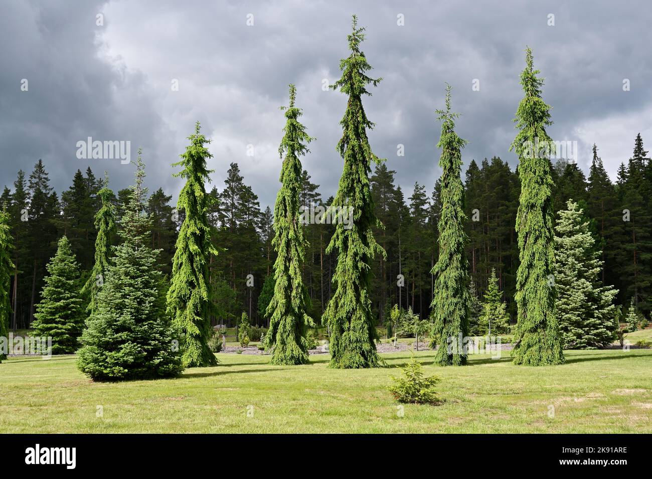 Sonnenbeschienenen Tannen im botanischen Garten, wolkiger Himmel Stockfoto