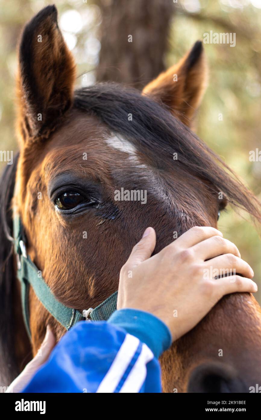 Eine vertikale Nahaufnahme einer menschlichen Hand, die den Kopf eines braunen Pferdes im Wald streichelte Stockfoto
