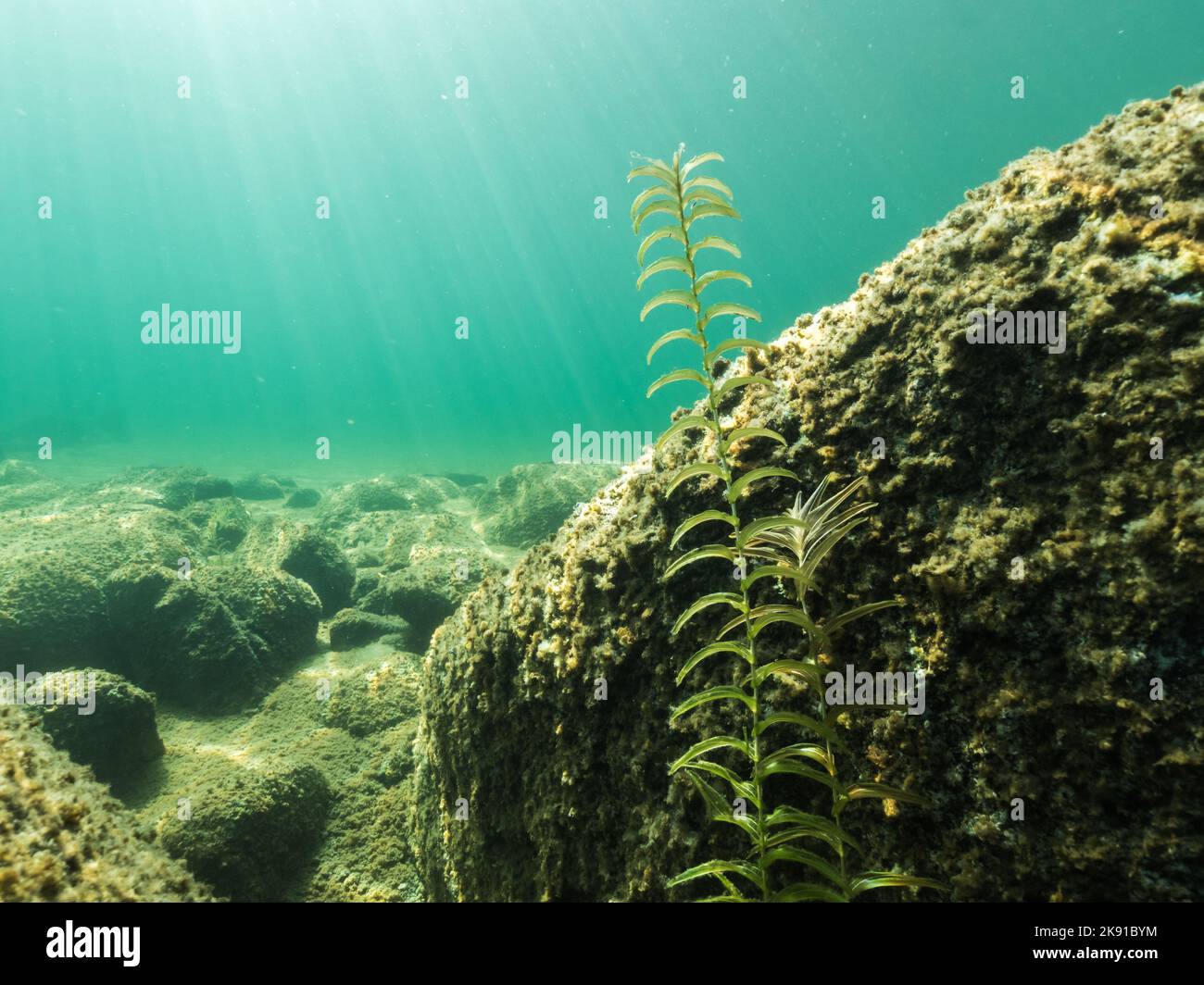 Unter Wasser am Nordischen See klasstend-blättrige Schelmwespe Stockfoto