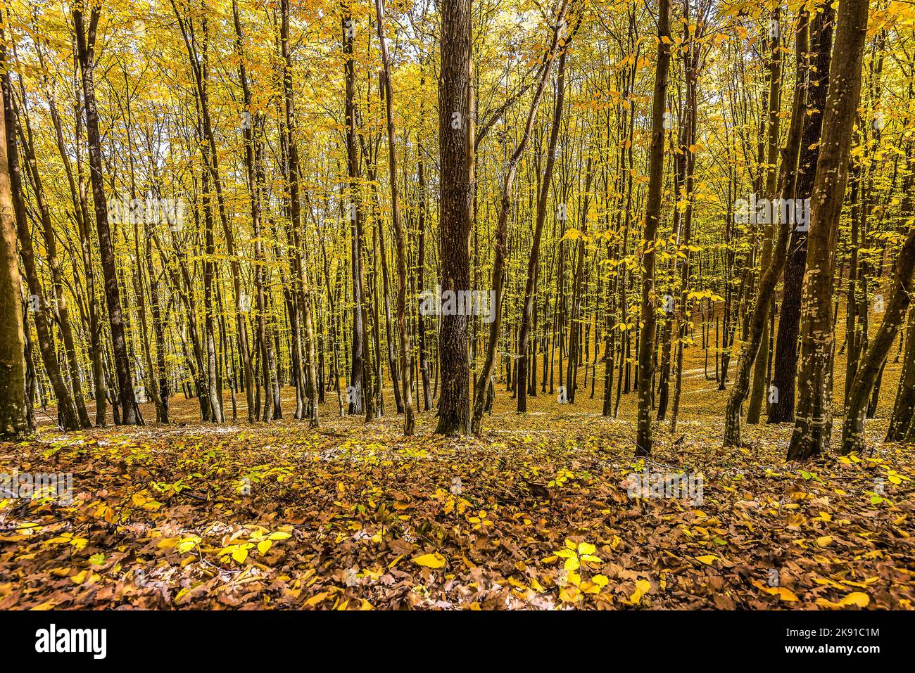 Malerischer Blick auf den bunten Herbst im Wald in den Siebenbürgischen Alpen in Rumänien Stockfoto