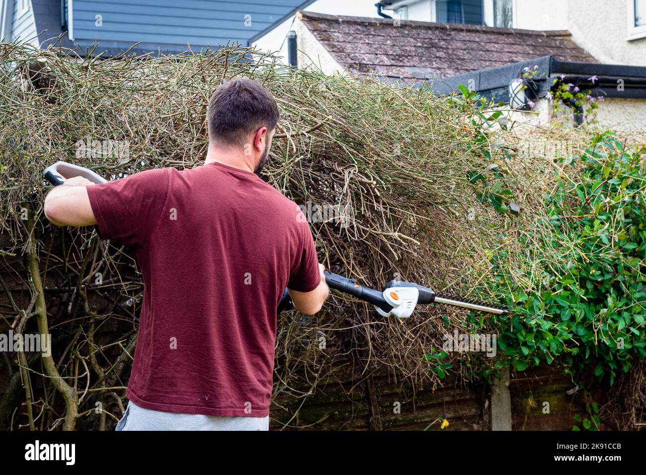 Gartenarbeiter, der Heckenscheren verwendete, um Zweige von überwucherter Hecke über dem Gartenzaun zu schneiden. Stockfoto