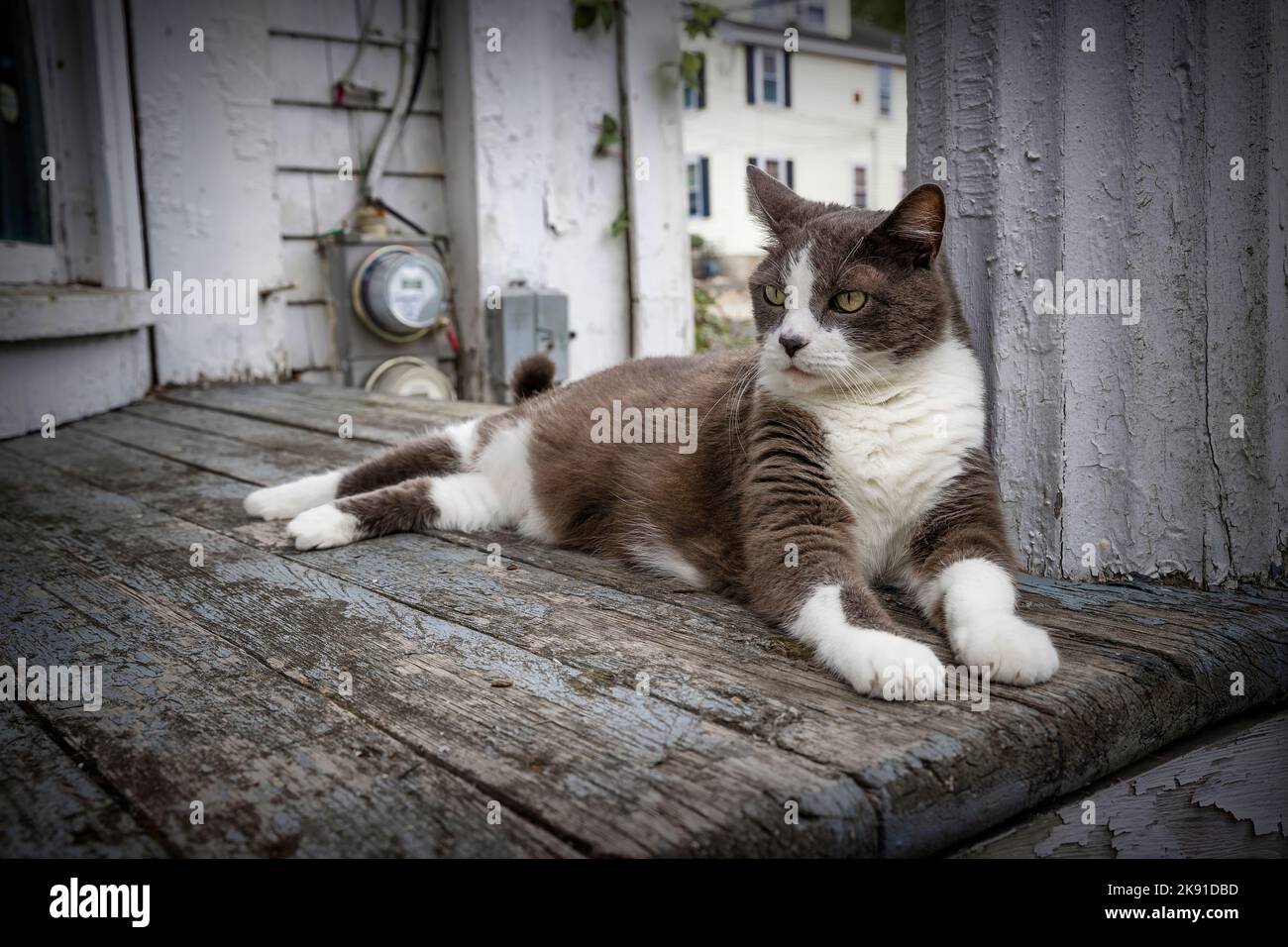 Eine graue und weiße Katze liegt auf einer Wetterverdecke in der Innenstadt von Plymouth, Massachusetts. Stockfoto