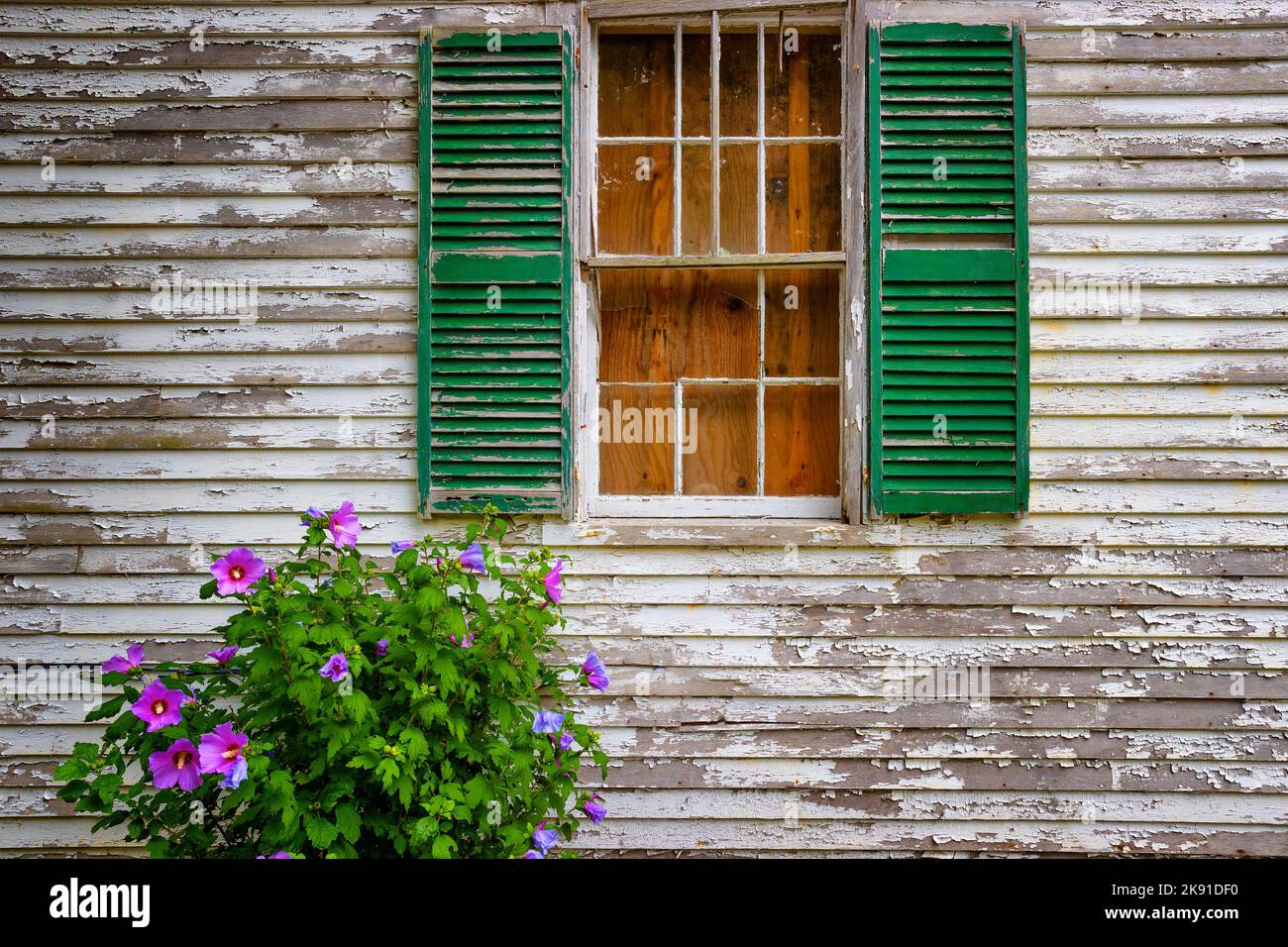 Nahaufnahme einer verfallenden Außenwand mit einem Fenster und einem grünen Fensterladen und einem blühenden Strauch. Stockfoto