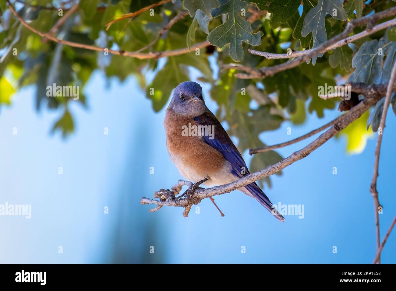 Der Bluebird oder auch der östliche Bluebird genannt, der auf einem Ast sitzt, ein Vogel der Drossel-Familie, ein kleiner Vogel mit blauen Federn, Foto aufgenommen ich Stockfoto