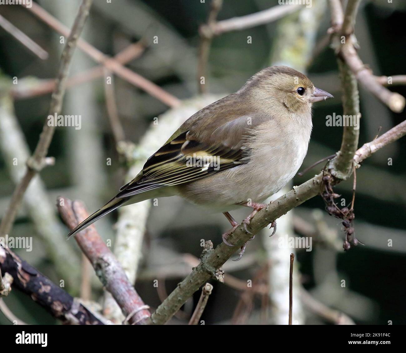 Ein weiblicher gewöhnlicher Chaffinch (Fringilla coelebs). Stockfoto