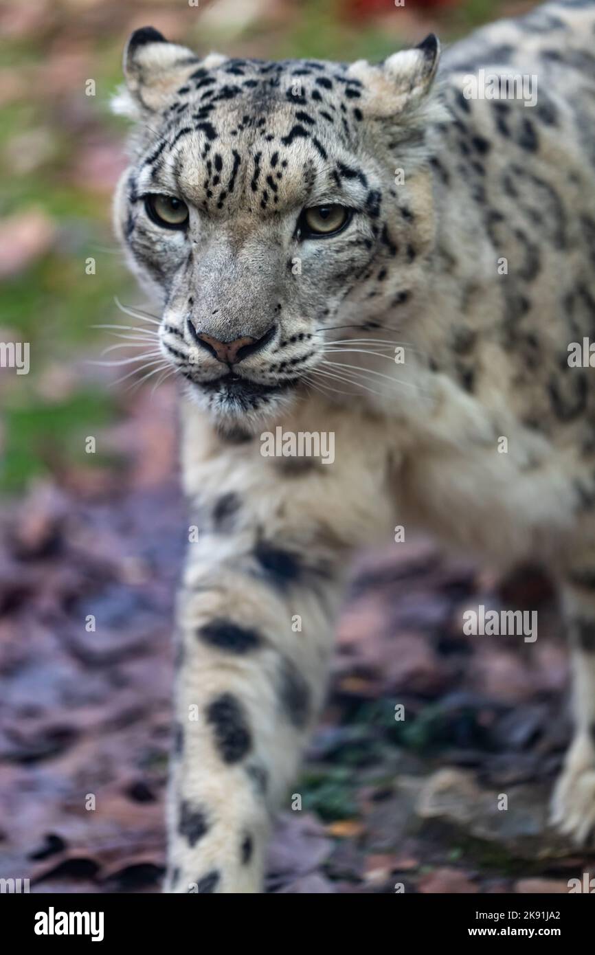 Der Schneeleopard (Panthera uncia) Stockfoto