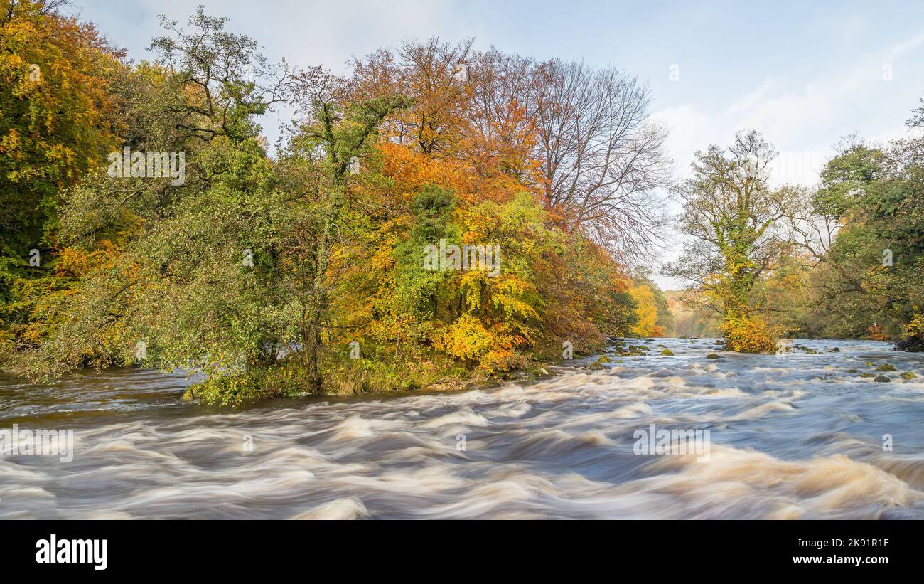 Warme Herbstfarben entlang des Flusses Wharfe in den Yorkshire Dales, die das schnell fließende Wasser umgeben. Stockfoto