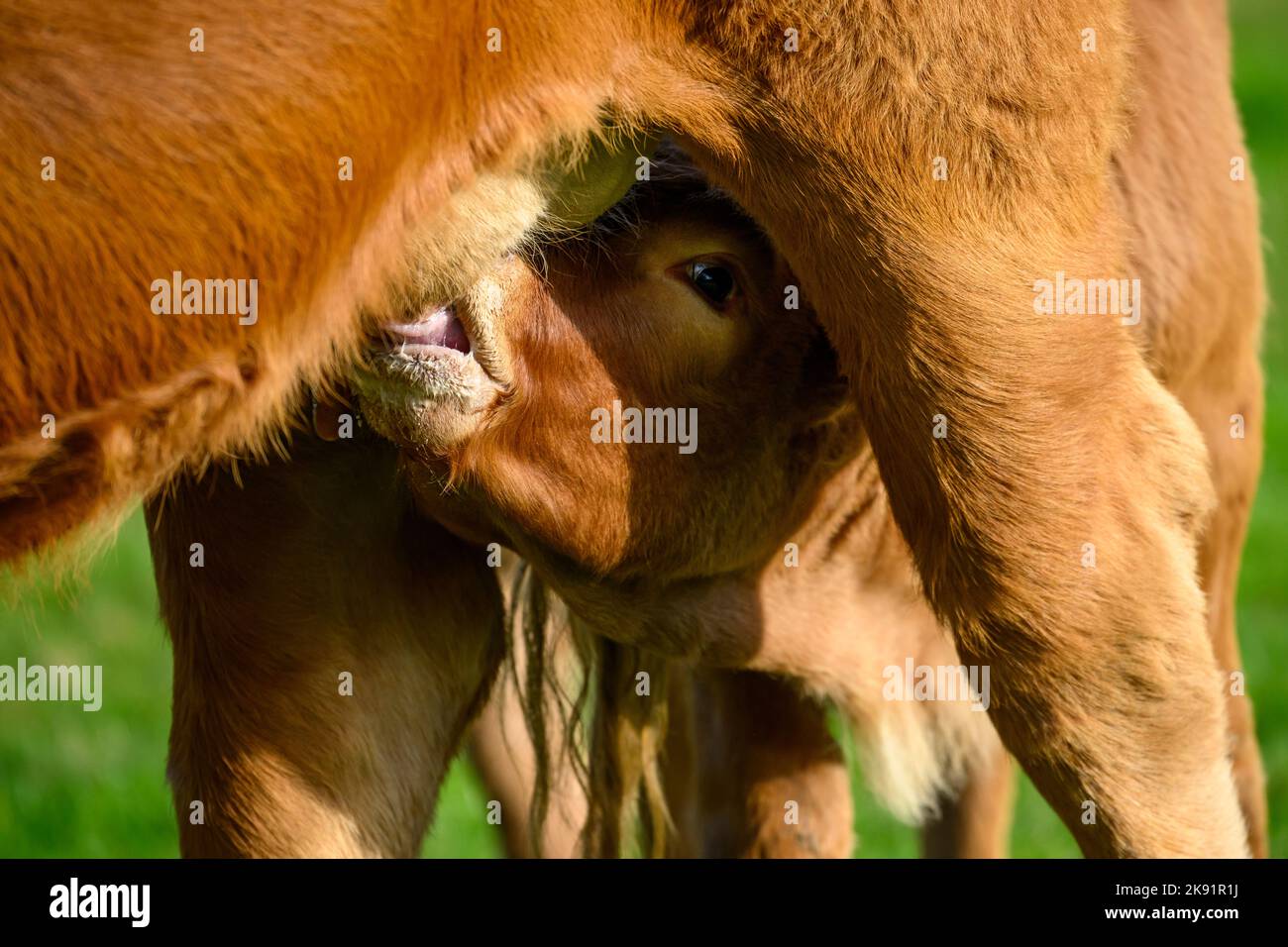Sonnenbeschienene braune Kuh und kleines neugeborenes Kalb, das auf dem Feld des Bauernhofs steht (durstiger Junge, Muttermilch, starrend auf die Kamera, Nahaufnahme) - Yorkshire, England, VEREINIGTES KÖNIGREICH. Stockfoto