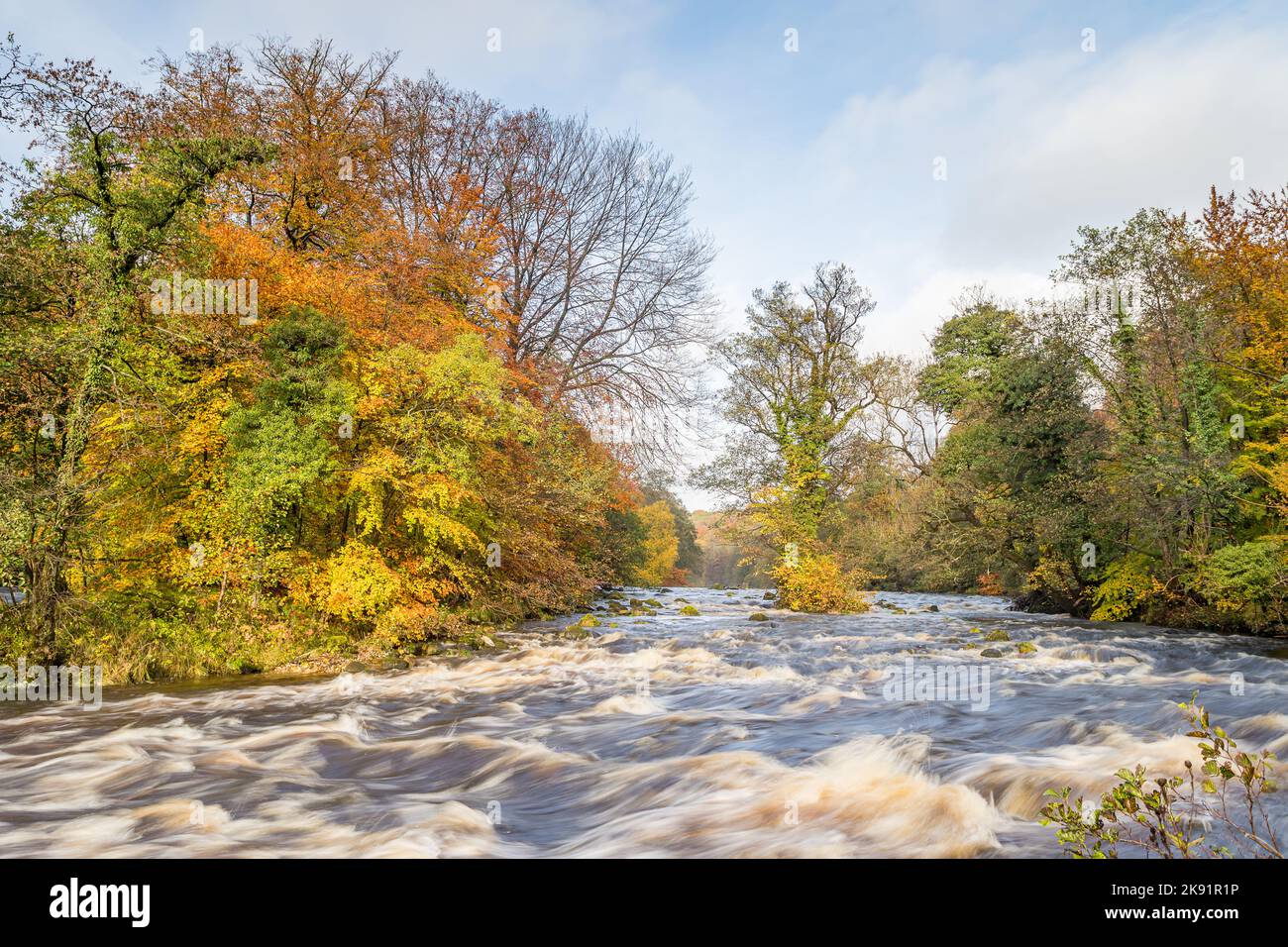 Das Wasser fließt im Herbst in den Yorkshire Dales mit hoher Geschwindigkeit über die Felsen des Flusses Wharfe. Stockfoto