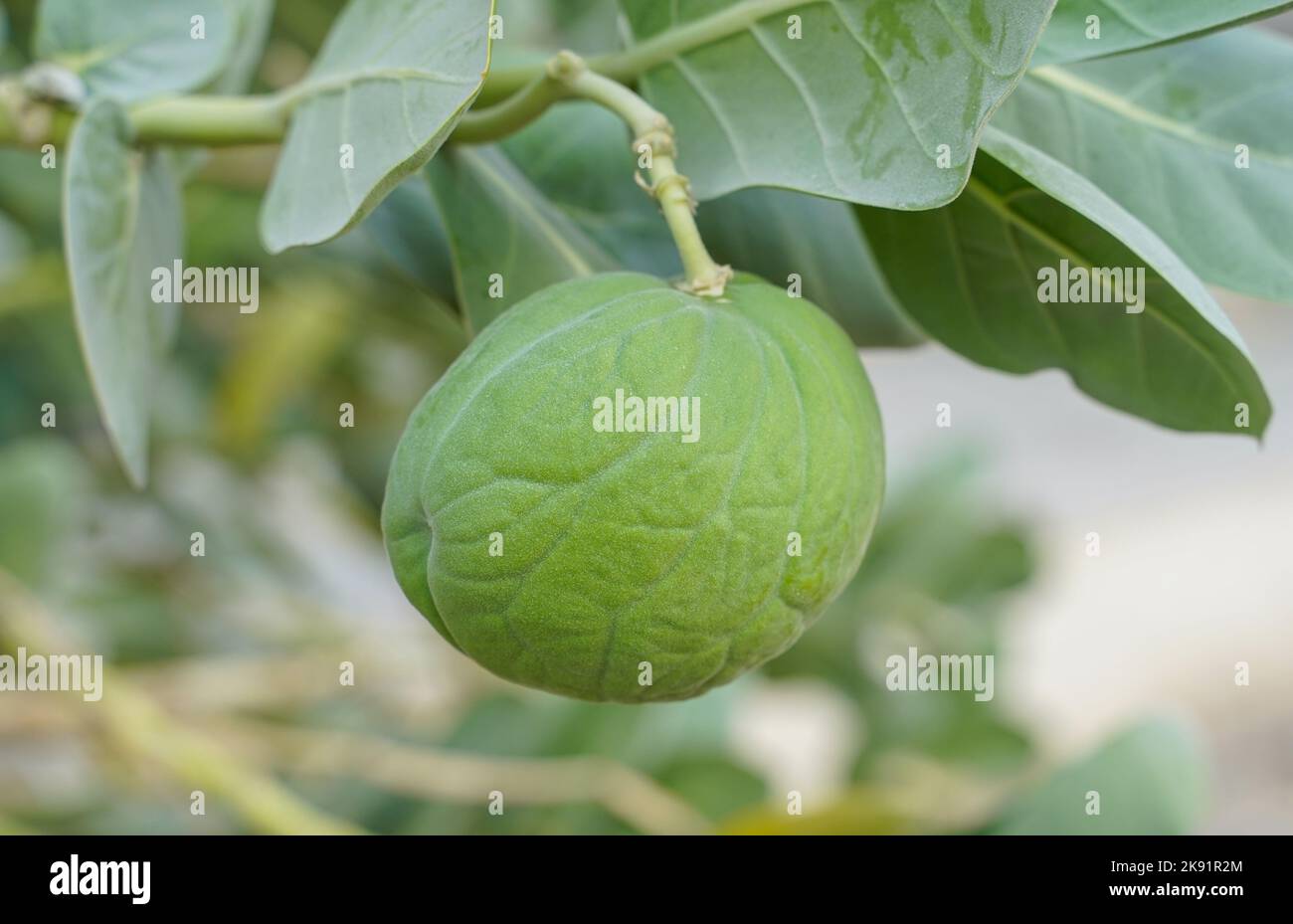 Calotropis Procera Pflanze mit Früchten in Katar Stockfoto