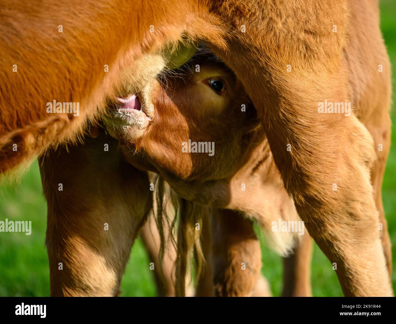 Sonnenbeschienene braune Kuh und kleines neugeborenes Kalb stehen auf dem Feld des Bauernhofs (hungriger Jüngling, Muttermilch, starrend auf die Kamera, Nahaufnahme) - Yorkshire, England, VEREINIGTES KÖNIGREICH. Stockfoto