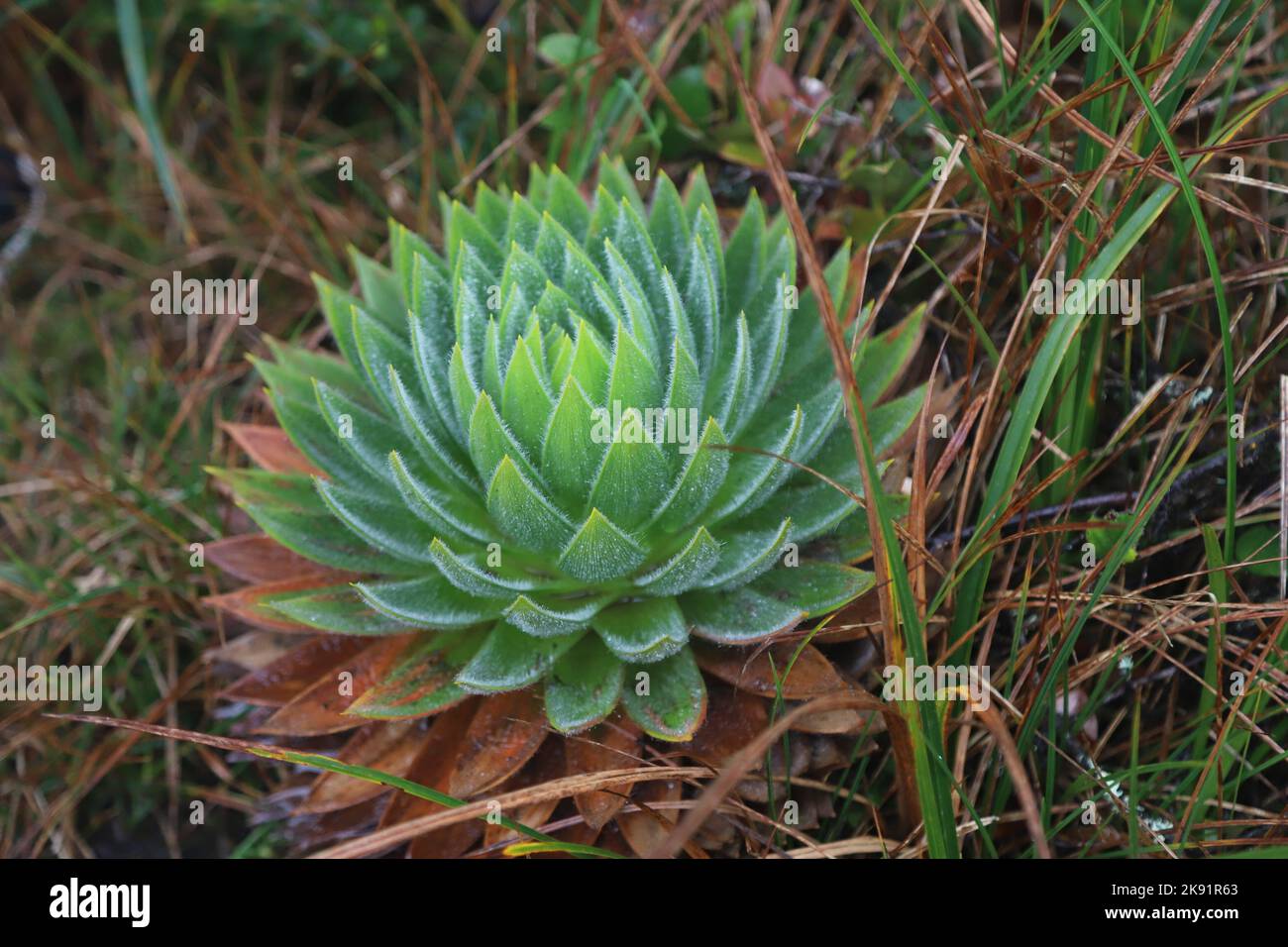 Eine Nahaufnahme einer saftigen Pflanze im grünen Gras Stockfoto