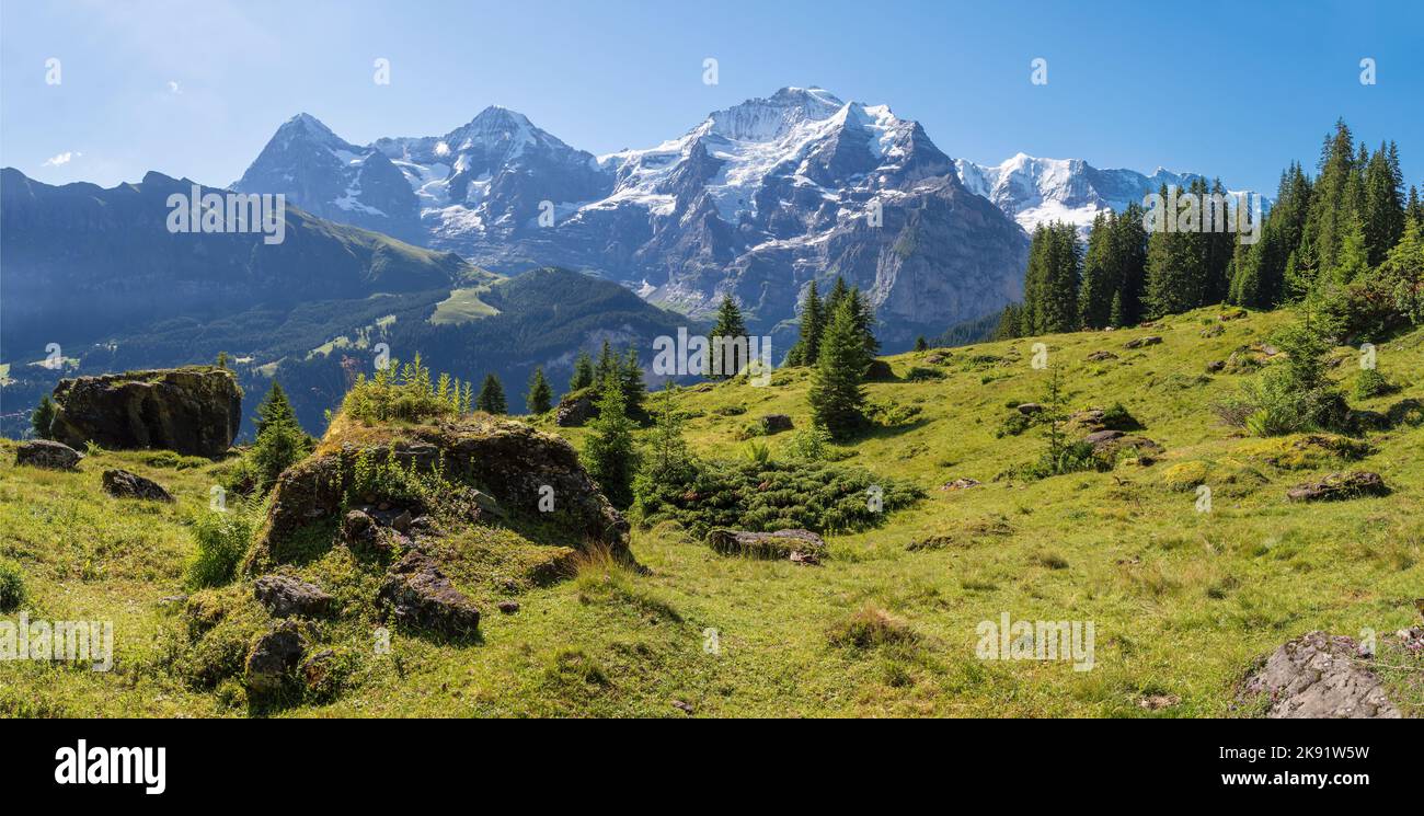 Das Panorama der Berner alpen mit der Jungfrau, dem Mönch und dem Eiger über die alpenwiesen mit der Herde von Kühen. Stockfoto