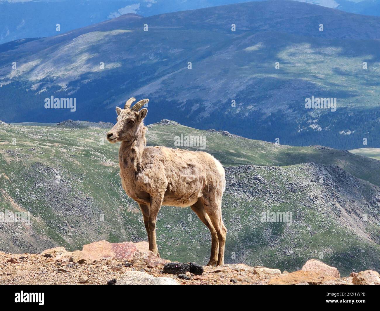 Eine Nahaufnahme der Dickhornschafe der Sierra Nevada mit wunderschönen Bergen im Hintergrund Stockfoto