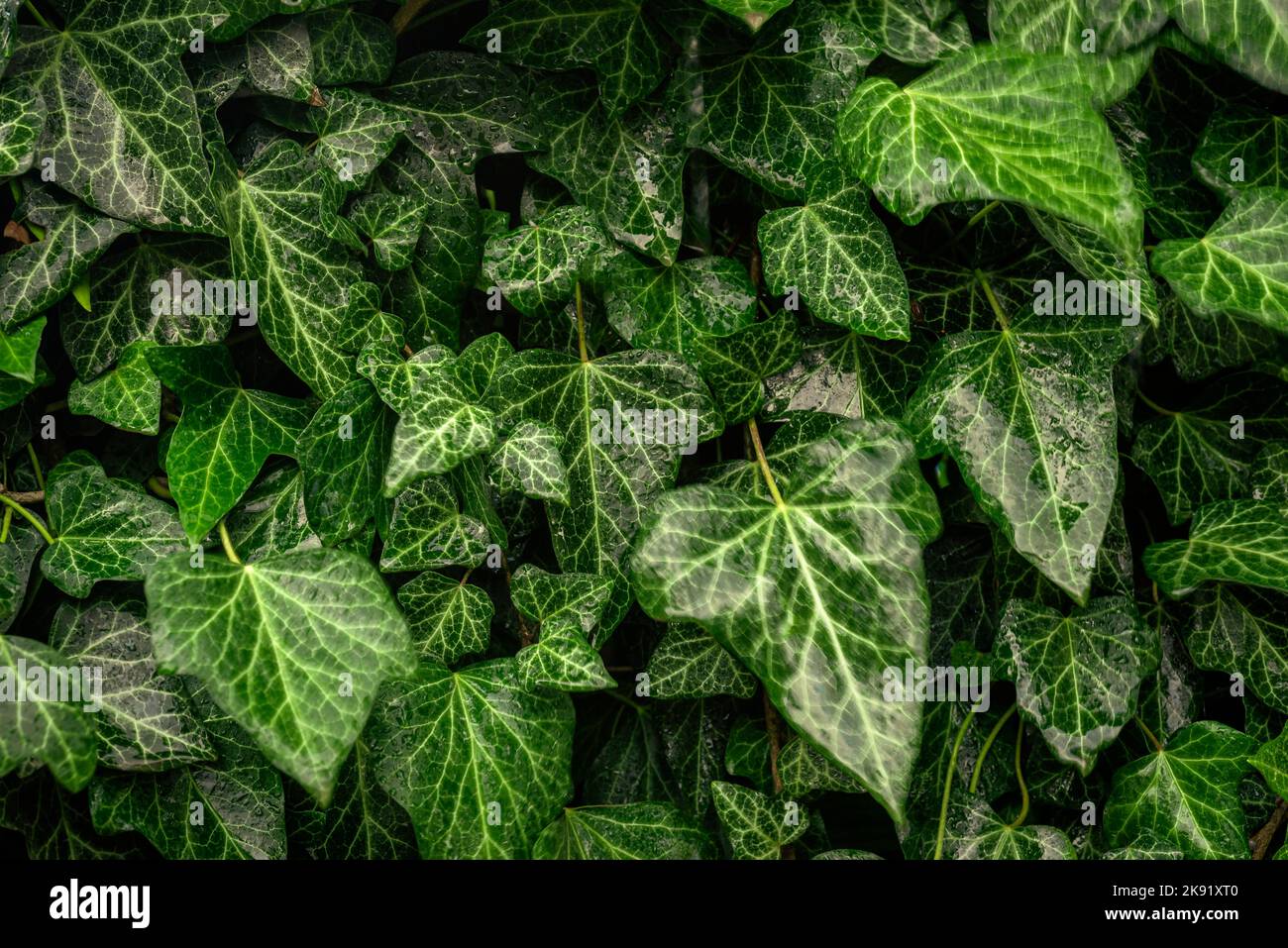 elefantenohren pflanze Kaufen Sie jetzt Zimmerpflanze Elefantenohr Alocasia wentii main image 0