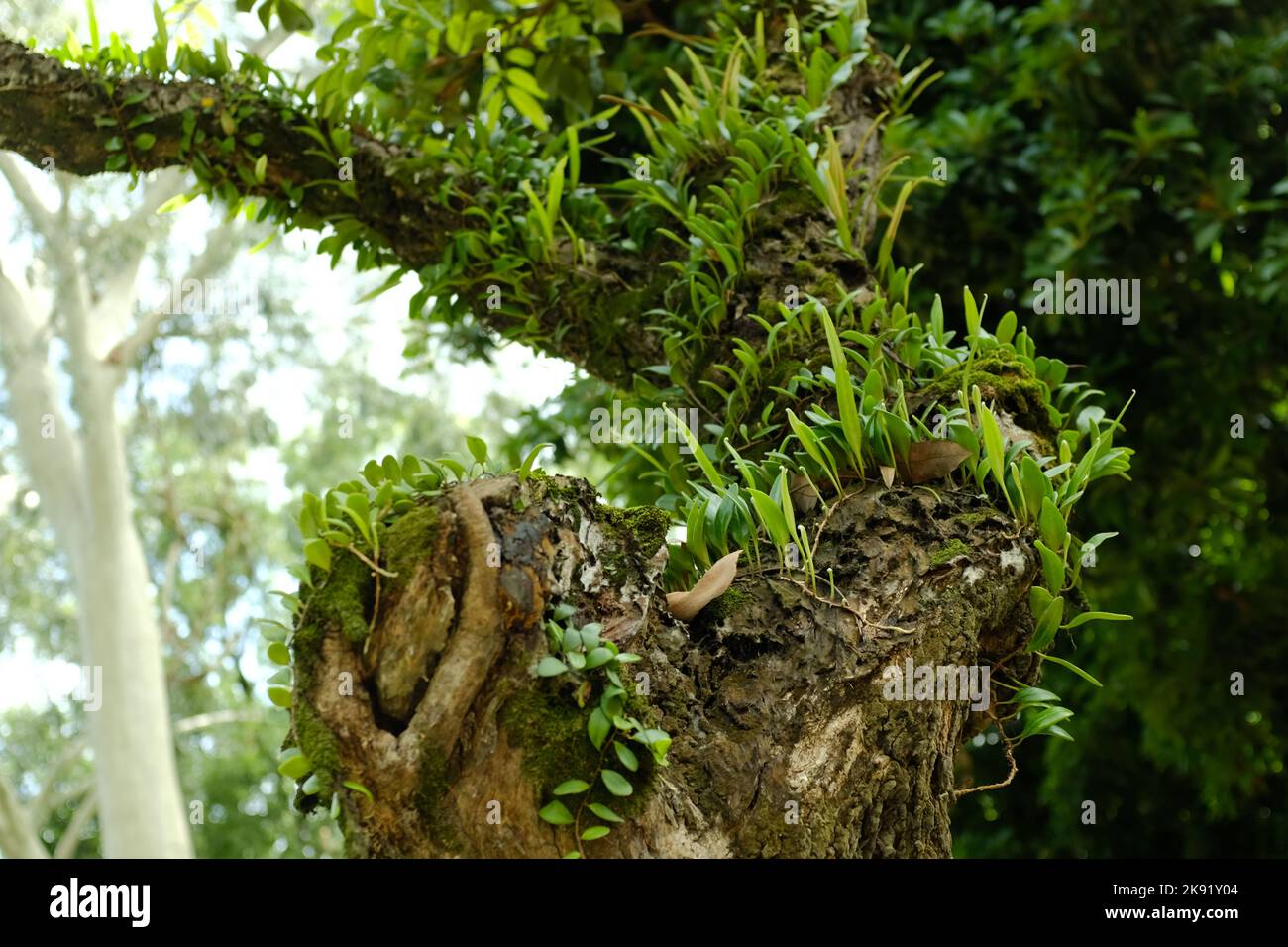 Die grünen Bulbophyllum unauffällig Pflanzen wachsen auf Baumstamm Stockfoto