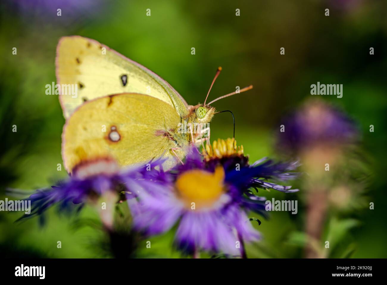 Schmetterling auf dem blauen Blüten, Nahaufnahme Stockfoto