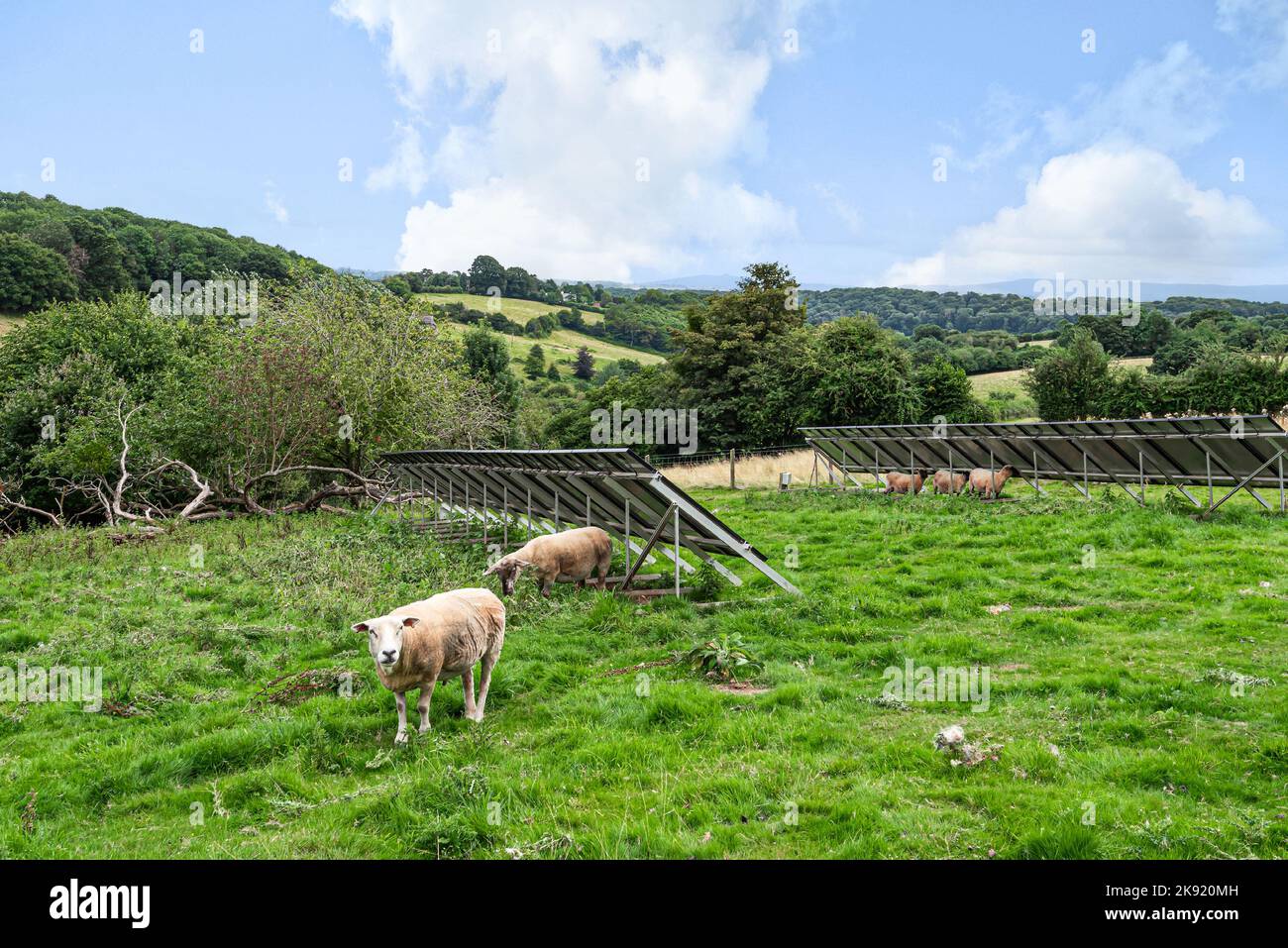 Ein Solarfeld in Wales, das beim Füttern der Schafe wieder nutzbare Energie erzeugt. Stockfoto