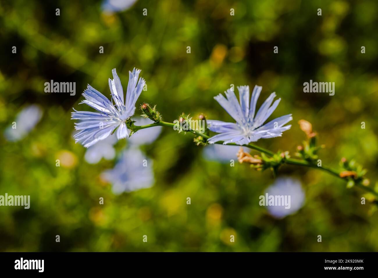 Die gewöhnliche Zichorie ist eine etwas holzig, mehrjährige krautige Pflanze der Familie der Asteraceae, meist mit leuchtend blauen Blüten, selten weiß oder rosa. Stockfoto