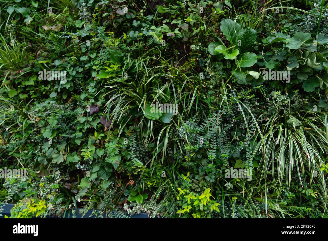 Vertikaler Garten auf einer grünen Wand. Umweltfreundlicher urbaner Raum Stockfoto Vertikaler Garten auf einer grünen Wand. Umweltfreundlicher urbaner Raum Stockfoto