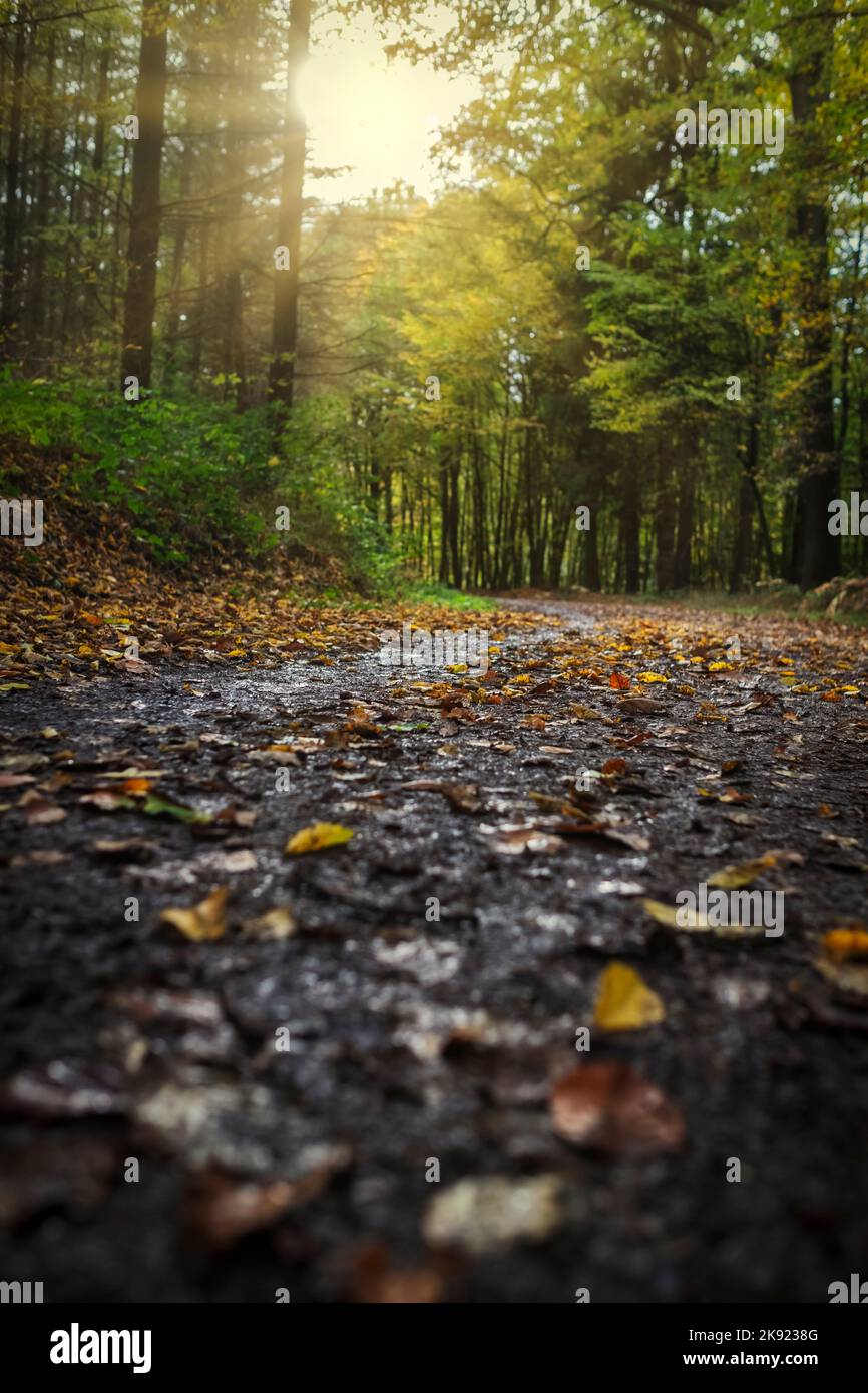 Herbststimmung im Naturschutzgebiet Königsforst in Bensberg Stockfoto